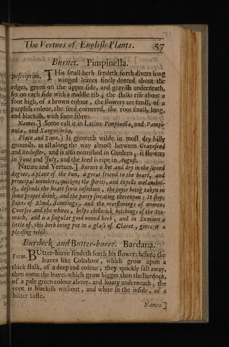 7 Burnet.’ Pimpitiella. all ill es sfocieeta | Als {mall.herb_ fendeth.forth divers long p Pelerip bi oot « winged \Jeaves finely.dented. about» thie ledges, green en the upper fide, and.grayith underneath, : fet on each fide with.a middle rib.; the ftalks rife abour:a . OMe roof, FO0t high, of a brown colour., the flowers are fnallj-of: a }) purplifh colour, the: {ced,cornered,, the, root {mall, long, f is sand blackith,, with fome fibres. | nula,y and S anguiforba, ~». oan he \ Place.and Time.) Ie groweth, wilde, im. moft. dry, hilly . grounds,, as allalong the way almoft between. Gravefend MIN) and Rochefter,. and is alfo nourithed in Gardens ;.. i¢ flowers og in. Zune and July, and the feed is ripe in, Augufle... 4. lara Nature.and Vertues. | Burnet is hot.and dry in the fecond iby ! degree, aplant of the Suny agreat friend tothe hearty. and 05 Oi principal members, quickens the fpirits, and expels. mel anchol- lei ly, defends the heart from. infection, thejuyce being takenin with fome proper drink, and the party fweating thereupon + It tops fi faxes of Bloods Scourings:, and. the, overflovings of womens si Courfes.and the whites, helps chollerick. belching of the Sta- i aach, and és a fingular good wound herb 3 and in Summera i tl Little of. this berb being put in a glafs of. Claret» givestit a I I pleafing reli[h. Pie ri, Burdock and Butter-buvte' Bardana:* sl E om. QO tter-burre fend eth forth his flowers before the hig leaves like Coltstoot , which srow upon a ud Chick ftalk, of adeep red colour, they quickly fall away, jadi then comecthe leaves.which grow bigger.then theBurdock, img) of a pale green colour above, and hoary underneath ; the ‘P root is blackith without , and white in the infide, of a | bitrer tafte. tin | : ~ ~— C ¥en