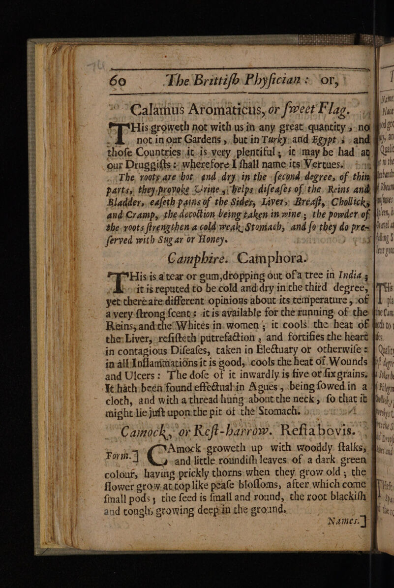 a2 BU TSS Ve Rese eee ye PRESET ESS ESS ee SESS Sh SESS pee aes erase hs FeRES KE PAL SES ESAS Pere ie EIT SH eS ees Pace a RS Se SSsee i shee ef Nat AEE © 8 ele ly y . £8 bm ITS 5 Hid tee pe Blake. eave RL gate tee ie thee I Oe: al 7 eee re ’ i ie ahs nl dela Nelatala then a tedoas oo of i\beke The Brittifb Phyficians or, | * Calamus Aromaticus, or [weet Flag... Wy Pp Hiseratiet not with usin any great. quantity ,.no _ 4, notin our Gardens , but in Turky:.and Egypt) -and fF thofe Countries: it. is-very plentiful, icimay be had ag 9° our Druggifts : wherefore I fhall name. its\Vertues.) ig f th The, roots are thot end. dry :in the fecond, degree, of thin. stan parts, they, provoke Cirine-4\belps difeales-of the, Reins and Bladder, eafeth pains of the Sides, Liver» Breaft, Chollicks and Cramp,, the decoction being taken in wine; the powder of. the. roots firengthena cold weak: Stomach, and fo they do pres | served with Sug ar or Honey. wat | Camphbire. Camphora. | Hisis atear or gum,dtopping out ofa tree in India 5 itis reputed to becold anddry inthe third degree, | yet chereatedifferent-opinious about its temperature , sof avery {trong fcent: itis available for the running: of: che fine Cam Reinssandethe’ Whites in: women’; ic cools: the: heat of fh to, the: Liver; refiftech putrefa@tion , and fortifies the heart fits in contagious Difeafes, taken in EleGtuary or otherwifes | Quit in all InflamimatiOns it is good . cools the heat of. Wounds fj len and Ulcers: Thedofe of ic inwardly is five orfixgrainss §h Silj) Té hath been found effeGnal:in Agues, being fowed in a Pf Mipy cloth, and with a thread hung:abont the neck, fo that it Pili, might lie juft upon: the pit of the Stomach. o.. ou iny! ihe “Camock, or Reft-barrow. Refiabovis..) 9. Fovit j hen) geoweth up with wooddy ftalks; ij,,.; ‘4 4X) andlietle roundith leaves: of a dark. green colouf, having prickly thorns. when chey grow old; the | flower grow.at.top like peafe blofloms, after which come [Pi {nall pods; the feed is {mall and round, the root blackifly (iP and cough, growing deep in the ground, mt Names. ]|