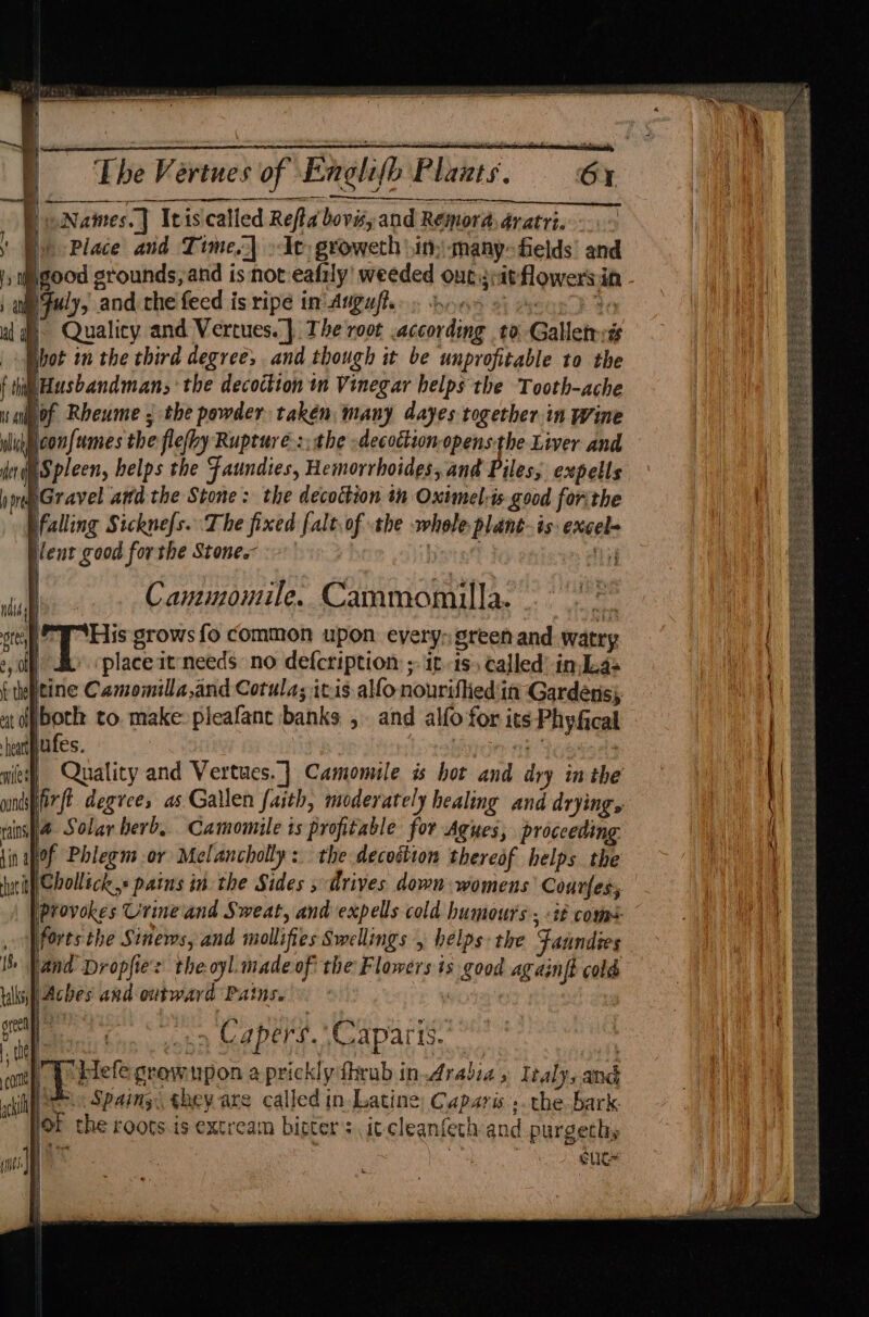 SA Place and Time.) »Ie: groweth |i; -many- Gelds and uly, and the feed is ripe in’ Augufle: » roos of yey Qualicy and Vertues.} The root according to -Galletrsés hot in the third degree, and though it be unprofitable to the Husbandman, the decoction in Vinegar helps the Tooth-ache of Rheume ; the powder takén, many dayes together in Wine miles tains if a hati = 18, balks, ore come gil ‘placeit'needs: no defcription ; it 1s) called’ inLa= tine Camomilla,and Cotula; itis allo nourifiied in Gardens; both to make: pleafant banks ,. and alfo for its Phyfical ufes. : ; : ( u ( { @ Solar herb, Camomile ts profitable for Agues, proceeding Chollick,« pains in the Sides » drives down womens Courfes, ae Urine and Sweat, and expells cold humours, <1# com+ forts the Sinews, and mollifies Swellings , helps: the Fanndies ana Dropfie: theoyl.madeof the Flowers ts good againft cold Aches and outward Pains. | : bon vonn Kapers. Caparis. eet growupon a prickly thrub in Arabia» Italy, and * Spaing., ghey are called in. Latine; Caparis ;. the bark. of the roots is extream bitters it cleanfech and purgethy Aa ne cue