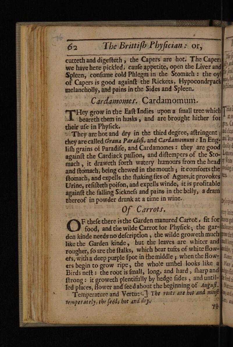 See eh rater oun. | ee eee - SSS io tera ie vamane ne “mn WON s rite bree (08 94 of cutceth and digefteth , the Capers are hot. The Capers fe we have here pickled; canfe appetite, open the Liver and; ya Spleen, confume cold Phlegmin:the Stomach: the oyl hee of Capers is good againft the Rickets, Hypocondryack y melancholly, and pains in the Sides and Spleen. yi Cardamomes. Cardamomum. nt Ba srow inthe Eaft Indies upon’a {mall tree which ie ia \beareth them in husks and are brought hicher for|” “° their ufe in Phyfick. | get C <\ They are hot and dry in the third degree, aftringent fi ca they arecalled Grana Paradift, and Cardamomum : In Eng ad So lith grains of Paradife, and Cardamomes: they are good) cholly again{t the Cardiack paflion, and diftempers of the Sto-| bigor mach , it draweth forrh watery humours from the head) ‘tis and ftomach; being chewed in the mouth ; itcomforts the olin ftomach, and expells the fhaking fits'of Agues,it provokes|* Urine, refifteth poifon, and expells winde, it is profitable again{t the falling Sicknefs and pains in the belly, adram thereof in powder drunk at a time in wine. ii Of Carrots. he bi s F thefe there isthe Garden manured Carrot » fit Foot fewes © food, and the wilde Carrot for Phyfick, the gar-Hlalsare den kinde needs no'defcription , the wilde groweth muchifton the like the Garden kinde, but the leaves are. whiter anid [ital on rougher, fo are the ftalks, which bear tufts of white flow=bhy ; ets, witha deep purple {pot in themiddle ; when the flow=] Ning, ers begin to grow ripe, the whole umbel looks like aj ty, Birds neft: the root isfmall, long, and hard’, fharp and Pilg, {trong : it groweth plentifully by hedge fides , and until- iB fd led places, lower and feed about the beginning of Auguft.§ Ney: Temperature and Vettues. | The roots are hot and more Bin 4, semper ately, the feeds hot and ary’ as Ms ay 62 The Brittifh Phyficitan: or, _ 4!) he eur 7 ait bag eee Sot pede Soest Fee SIS az Pe eS ee ee ee Se ee ee es Od ee eS rts F Nalk rth Date eR nes ererietee wat SS $2 6 Lk Se Se Ses et ae oA SE OR SESE EM See ses bole ete ete Pee %