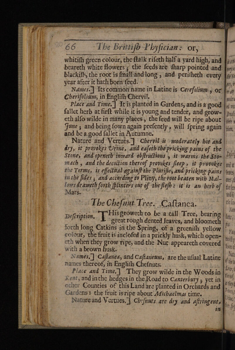 ee SS SAG Re irae Ie te Ke cB oe RES BEY Ee eee ty SSC RRS 5 Sh Se ES nia coins Col le ARTE a Sl Ma WS nN nrg ree ME So de ER at SERIES Boar pe SPR oD RSS Be eS eae a See EY Ri a EE Ra Spe. EST. BES net Sees aa wicias CREE EEE sabes SIERO ARs De REM RIERA NRT tte e ceamediitniincsiansaaeasss |My — 66 ibe Brittifo-Phyfician: or, . tiation we ————= Lee LEY RC SAN Ears | — whitifh green colour, theftalk rifeth half a yard high, and Jy; beareth white flowers’; the feeds are ‘harp pointed and wy blackifh, the root is fmallandlong , and. peritheth every | iin year after it hath born'feed. : 3 Names.-| Its common name in Latine is Cerefoliumis or |y ity Cherifoliam, in Englifh Chervil. wilt Place'and Time. | tis planted in Gardens, andis a good |; y; fallet herb at firft while it is young and tender, and grows | pj eth alfo wilde in many places , the feed will be ripe about |, June ; and being fown again prefently , will {pring again | ji and be a.good fallet in Autumne. | | Naturé and Vertues.] Chervil is “moderately hot and |. dry, tt provokes Urine, and eafeth the'pricking pains of the |. yi Stones and openeth inward obftruttions , it warms. the Sto= | 2) mach and the decoction thereof provokes fleep, it provokes | and at the Terms, ts effectnal-ezainft the Plurifie, and pricking pains leaves, inthe fides ;’ and according to Pliny, the root beaten with Mal- | i: R lows drameth forth fplinters out of theflefh: it is an herb of | thee Ma aais Ry hen ete | ant “The Chefunt. Tree. .Caftanca. > | ta peftription, ere to be-actall Tree, bearing | - great rough dented leaves, and bloometh forth long Catkins in the Spring, of a greenith. yellow colour, the fruit is inclofed in a prickly husk, which Open= |) eth when they grow ripe, and.the Nuc appeareth covered |, with a brown husk. . Names, | Caftanea, and Caftaneum, are the ufual Latine |, names thereof, in Englith Chef{nuts: ee Fai Place and Time,| 'They grow wilde inthe Woodsin |,” Kent, andinthe hedgesin the Road to Canterbury , yet in| other Counties of this Land are planted in Orchards and | Gardens’ the fruit isripe about Adichzelmas time. i. Natureand Vertues, |, Che/nuts. are dry and aftringents |, Tie