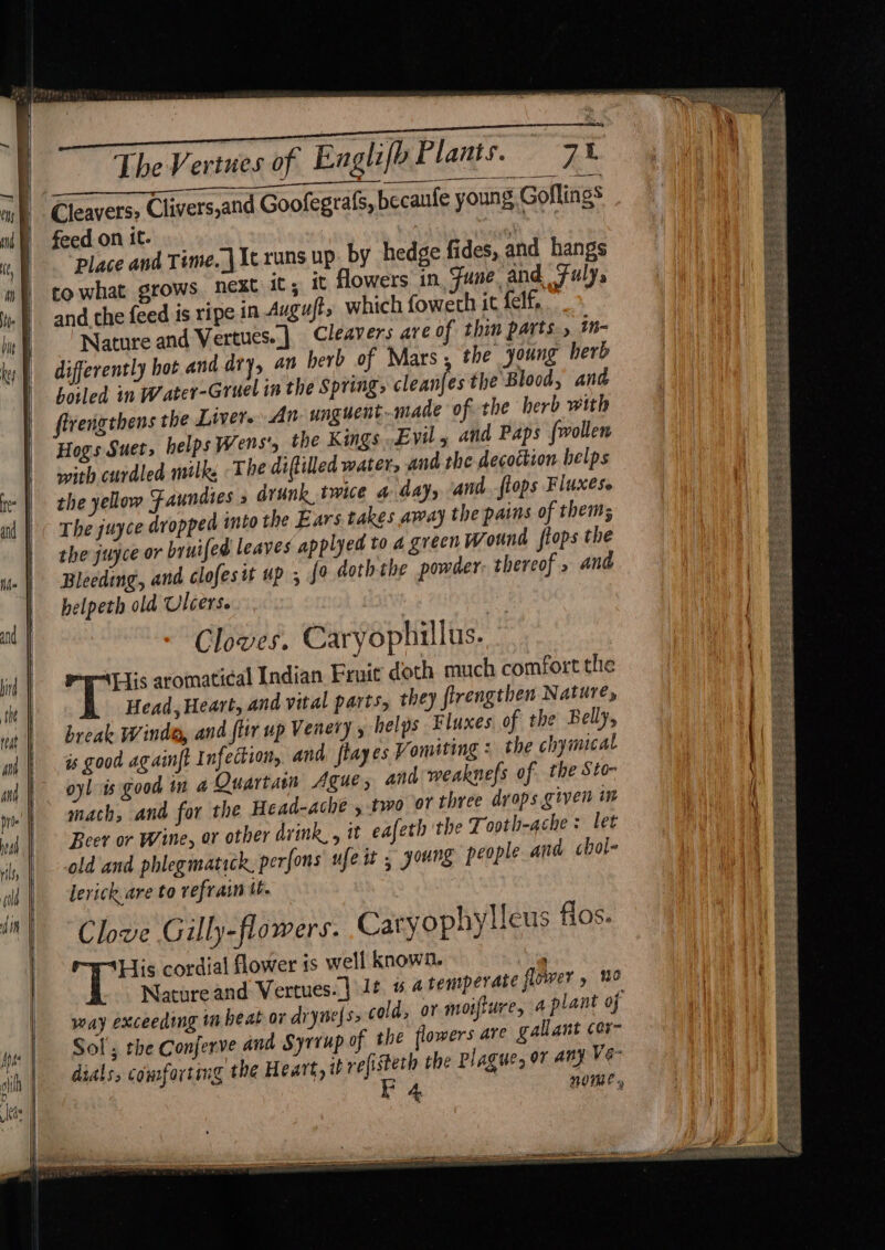 TheVertnes of Englifp Plants. 7% Ee Neh MRA ESP A IEE AAT ie a Cleavers» Clivers,and Goofegrafs, becaufe young Goflings feed on it. | ty Place and Time..| It runs up. by hedge fides, and hangs to what grows next ic; it flowers in Fune. and Fulys and the feed is ripe in Augufts which foweth it felf, ” Nature and Vertues..] Cleavers are of thin parts. m- differently hot and.dry, an herb of Mars, the young herb hoiled in Water-Gruel in the Spring, cleanfes the Blood, and firengthens the Liver An unguent-made of the ‘herb with Hogs Suet, helps Wens', the Kings Evil, and Paps {wollen with curdled milky The diftilled water, and the decoction helps the yellow Faundies » drunk twice 4 day, and flops Fluxes. The juyce dropped into the Ears takes away the pains of thems; the juyce or bruifed leaves applyed to a green wound flops the Bleeding, and clofesit up , {9 doth the powder: thereof » and helpeth old Ulcers. Clowes. Caryophillus. His aromatical Indian Fruit doth much comfort the Head, Heart, and vital parts, they flrengthen Nature, break Winde, and fltr up Venery y helps © luxes of the Belly, is good ag ainft Infection, and, {hayes Vomiting : the chymical oyl is good in a Quarta Ague , and weaknefs of the Sto- inach, and for the Head-ache , two or three drops given im Beer or Wine, or other dvink, , it eafeth the Tooth-ache: let old and phlegmatick. perfons ufe it , young people and chol- lerick.are to refrain tt. Clove Gilly-flowers. Caryophylleus flos. @ hes cordial flower is well known. . Nature and Vertues.|] le. # a temperate flower , ue way exceeding in heat or dryises scold, or moifture, a plant of Sol; rhe Conferve and Syriup of the flowers are gallant car- dials, comforting the Heart, it refisterh the Plague, or any Ve
