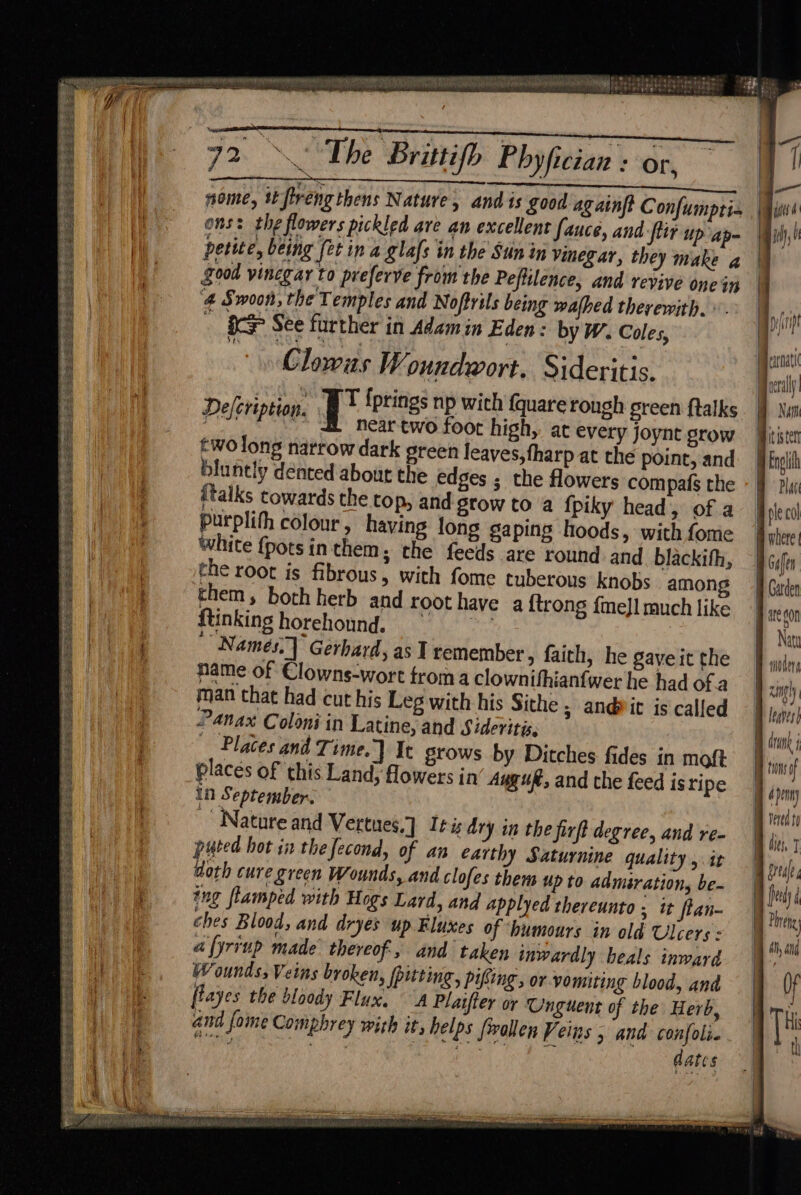 panied icgs topes age shoes ee pp seer 3s SSeS SS eet ee SE eS EES et Sees Soe Se eae igh eas Pee Pee EA PS Le SORE SORES SAL STS See St eC Rs SS 72 The Brittifb Phyfician : or, nome, it frengthens Nature, andis Sood againft Confumpria ons: the flowers pickled ave an excellent fauce, and ftir Up ap- petite, being (et in a glafs in the Sun in vinegar, they make @ food vinegar to preferve from the Peftilence, and revive one in ‘4 Swoon, the Temples and Noftrils being walhed therewith. 86> See further in Adam in Eden: by W. Coles, Clowas Woundwort. Sideritis. De(eription. T {prings np wich {quare rongh green ftalks | hear two foot high, at every joynt grow two long narrow dark green leaves, fharp at the point, and bluntly dented about the edges ; the flowers compafs the italks cowards the top, and grow to a fpiky head, of a purplihh colour , having long gaping hoods, with fome white {potsinthem; the feeds are round and. blackith, the root is fibrous, with fome tuberous knobs among them, both herb and root have a {trong {me]l much like ftinkinghorehound. “ Names.] Gerhard, as] remember, faith, he gaye it the name of Clowns-wort from a clownifhianfwer he had Of.a man that had cut his Leg with his Sithe ; andrit is called Panax Coloni in Latine, and Sideritis, _, Places and Time.] It grows by Ditches fides in moft places of this Land, flowers in Ayguf, and che feed isripe in September. Nature and Vertues.] Iris dry in the firft degree, and re- puted hot in the fecond, of an earthy Saturnine quality, it doth cure green Wounds, and clofes them up to admiration, be- ing flamped with Hogs Lard, and applyed thereunto; it ftan- ches Blood, and dryes up. Fluxes of ‘humours in old Ulcers : afyriup made thereof, and taken inwardly heals inward Wounds; Veins broken, pitting, pifting, or vomiting blood, and flayes the bloody Flux. “A Plaifter or Unguent of the Herb, and fome Comphrey with it, helps (wollen Veins 5 and confolie Ventas We ee CPt el pte ad 8 i sons | | | | | | ‘ | —— qd drunk j twos of / d penny vered te feey 7 dn, and Of J