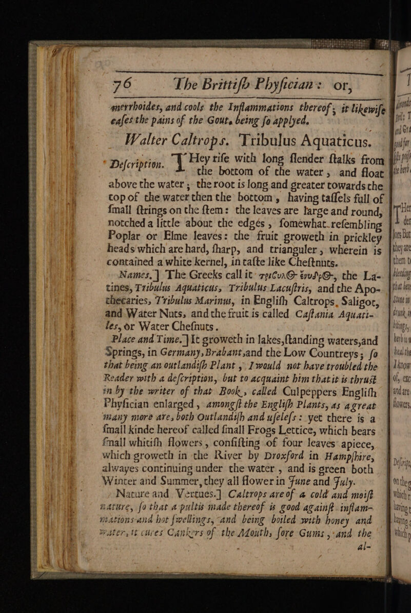 . —_— peenemmes er ar eS eT eens aie Bs . Jia Lae aa aan radi iaaie ace Grek age Cg eT cle sa Tea Hye - i bo Fe = een ee 55 eet Er see y { 76 The Brittifo Phyfician: or, | nervhoides, and cools the Sees thereof, it likewife ) hs | eafesthe pains of the Gout, being fo applyed. Walter Caltrops. Tribulus Aquaticus. Bs | “EHey rife wich long flender ftalks from |!!! oi BEM at sie bottom of a water , and float ae above the water ; the root is long and greater towards the - copof the water then the bottom, having taffels full of | {mall {trings on the ftem: the leaves are large and round, | notched a little about the edgés , fomewhat refembling | Poplar or Elme leaves: the fruit groweth in prickley os a heads which are hard, fharp, and trianguler , wherein is fy at contained a white kernel, in tafte like Cheftnuts. | then t Names, The Greeks call it’ zes¢ua@- éwsdp@-, the La- |i | (Acpete hss eed deh eee Sess aebe sh seas as ~~ tines, Tribulus Aquaticus, Tribulus Lacuftris, and the Apo-. }/# ie cheearies, Tribulus Marinus, in Englith Caltrops, Saligor, | Siti } stunk 4 and Water Nuts, andthe fruit is called Caffania Aguati- |! les, or Water Chefnuts . | Place and Time. | Xt groweth in lakes, ftanding waters,and Springs, in Germany, Brabant,and the Low Countreys; fo | th that being an outlandi[h Plant ,, Iwould not have troubled the \ 1007 Reader with a defcription, but to acquaint him thatit is thrust |; x in by the writer of that Book, called Culpeppers Englith | andar Phyfician enlarged , among/t the Englifh Plants, as agreat | Wilts many more are; both Outlandih and ufelefs: yet there is a {mall kinde hereof called {mall Frogs Lettice, which bears fall whitifh flowers , confifting of four leaves’ apiece, which groweth in the River by Droxford in Hampjhire, alwayes continuing under the water , and is green both Wuncer and Summer, they all ower in Fune and Fuly. they Nature and Vertues.] Calerops aveof a cold and moift 4 Nicht natre, {9 that a pultis made thereof is good againft. inflam- — Wing, wations-and hot fmellings, “and being boiled with honey and Dying water, tt cares Cankers of the Adauth, fore Gums ,-and the ~ § Wi al- . IR ee PODD SoS ORAL EE a REED Se a paths SOLES ee PN g