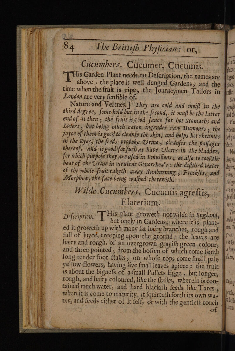 Bi] : Me j oa { Y | . os PROUT RS a PENG AA SAS Te Sat sitighi tebe bins : AONB ER FLEE PRIN AIP SES HE ACE MENTE AS tt Ra A Naat lg ry ola basi edgier meas aise BA The Briitifb Phyfician: or, ore Cucunebers. Cucumer, Cucumis. [His Garden Plant needs.no Defcription, the names are it above » the place is well dunged Gardens and the |i time whenthe fruit is. ripe, .che Journeymen. Tailors in | London are very fenfible of. } | Nature and Vertues.}\ They ure cold and moift in. the | third degree, fome-hold but in the fecond,. it muft be the latter 1 and th end of -tt then ; the fruit good fauce for hot Stomachs and | py Livers, but being muchceaten. ingender. raw Humours ; the |rpei juyce of themts good to cleanfe the skin, and helps hot rheumes. \ 4 pl an the Eyes, ‘the feeds: provokes Orne, clednfes the Paffages Vers, thereof, anid 1s eo0d forfuch as have Ulcers:in the bladder, | Na for which piirpofe'they are ufed in Emutfions sas alfo to coolithe bath heat of the Urine in virulent Gonorrhea’s > the diftilled water | of the whole fruit taketh amay Sunburning , Freckles; ani | Lorphew, the face being walhed therewith. ph} sense ees: ve REPEL EEE Ee PEs ed ee Wolde.Cucumbers., Cucumis agreltis, Elaterium: Dofcripti he plant groweth. not wilde in England, dal poe. but onely in Gard where itis. plant- y in Gardens,» where itis. plane ed it groweth up with many fat hairy branches, roughand J. ‘ull of juyee, creeping upon’ the groutid: the leayes are | vex hairy and rough, of an overgrown grayith green. colour, | WO and three pointed, fromche bofom of which come ferth §4!” Jong tender foot ftalks, om whofe tops come {mall pale |! yellow flowers, having &amp;ve {mall leaves apiece: the fruit | is about the bignefs of afinall Pullets Egge , but longer, J rough, and hairy coloured, like the ftalks, wherein is cons | tained much water, and hard blackith feeds like Tares + | when itis come to maturity, it {quirteth forth its own wa-__ er, ang feeds either of it felf, or with the gentleft he | ) of | pe ee SEAS Esteb Se: Sars Shs SEKSS BOSSES EAS are? a Sw sae pera sor I PETS SFE SSE F ; a Ae Ber ed — Ih cs Dates Py PPADS As WA LS Cy Uy, OREN LIS ‘