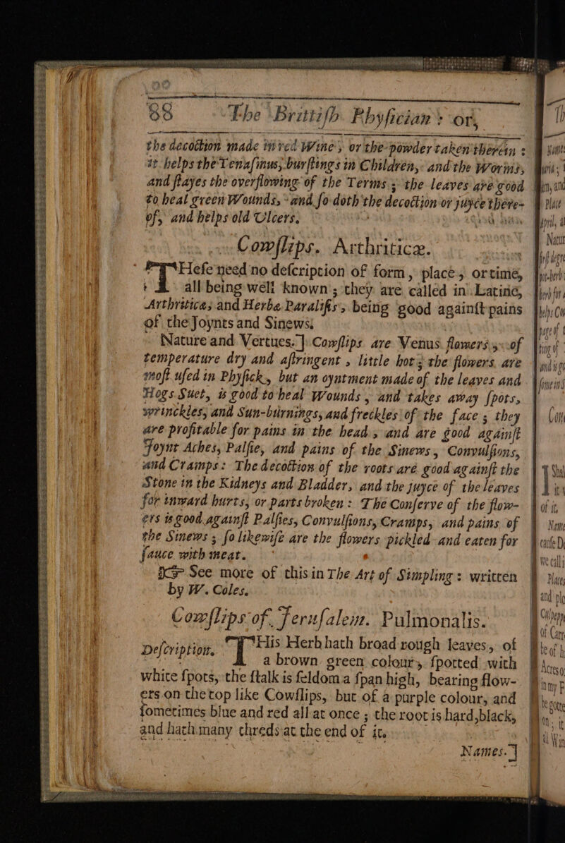 aaaf ws EGER ERODES EL Ee Sieh Bese ne PIETER AG hos Se ip AS Oe A eRe RR ee eS Sea Ne Ses eo a en ee ee ee epee oy he SEE STEERS es ee = : Pv eee NTE Ee © Fw ie ty 6 iy 1 HM spoehapprnsetyee he Uh Papi alah TAL Qelay ob 1 SEC Ry ase ibe sik Ae Nia Peter eet: phate a ’ ~ Vaan wens EAA MORE: ARR LU Arora Oe ot BOER: EB een — OO The Brittifb Pbyfician ? OT, | ID) a eo hee ——— : —s sn the decoction made inred Wine, or the powder taken'therein : Bue it helps the Tenafinus, buy fines in Children, and the Worn, wid | and flayes the overflowing of the Terms 3 the leaves are good a, ¢o heal green Wounds, “and fo doth the decoction or juyce there ri of, and helps old Ulcers, e Sere ‘ Ae Natut Comflips. Arthritice. : Biriaegn | Me, filer i all being welt known ; they are called in Latiné, Bierh fir Arthritica; and Herba Paralifis, being ‘good againft pains |} of the Joynts and Sinews: : } Ay Co at) y : page Nature and Vertues.]\Cowflips are Venus flamers ycof fjici temperature dry and aftringent , little hor ; the flowers. ave Vwiirn woft.ufed in Phyfick. but an oyntment made of the leaves and | jy» in Hogs Suet, ws good toheal Wounds , and takes away fpots, | wrinckles, and Sun-birnings, and freckles ofthe face; they | (ot are profitable for pains in the head, and are good againft Foynt Aches, Palfie, and pains of the Sinews , Convulfions, and Cramps: The decottion of the voors are good againft the | 1 Stone tn the Kidneys and Bladder, and the juyce of the leaves | it for tnward hurts, or parts broken: The Conferve af the flow- } of i, ers good agatnft Palfies, Convulfions, Cramps, and pains oF Nem gne Sinews ; fo likewife are the flowers pickled-and eaten for PonteD : fauce with meat. | We call io? See more of thisin The Art of Simpling : written by W. Coles. j and ‘Ais? - 2 : Hepp 7 ep > ? es iW if Comflips of. Jerifalein. Pulmonalis. pice . ° | } i ? ( lin Nu } Defeription. Ships Herb hath broad rough leaves, Of Beat SR 13a a abrown green coloury fpotted with 9 Actes white fpots, the {talk is feldoma ff panhigh, bearing flow- fj, ny F ers.on thetop like Cowflips, but of a purple colour, and |},,. Plave By 60k fometimes blue and red allat once ; the rootishard,black, | Bas ; and hath many chreds at the end of ir. Biv: Names.) RSNA POS Ee. od