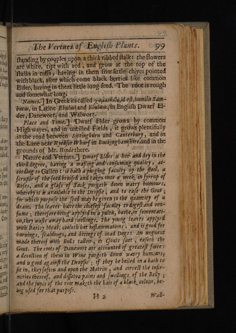 i mei esd “Dhe Vertes of Englifo Plants. 99 ftanding by couples upon.a thick ribbed ftalk: the flowers ate white, tipt with red, and’ prow at the top of the | ifatke in ‘tufts; havitis' ia them fivesfictle® chives pointed with black) after whick’come ‘black ‘Herties: like common Bilder; having in-thent little long feed, The ‘réotis rough ‘and fomewhatlong: ~' Ot I 10 EO. > ames) Dr Greekits called spapeitrcdiid ef humilis Sam buew, in Latine Eoulea and Bbulam3in Englith Dwart El- der; Daneworé} and Walwort.°° ae inDwart ‘Bidet gtows » by: common the Dane néay'Hye iag v eS 7 ry 2
