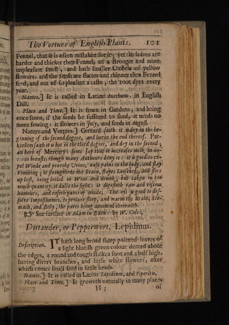 or, mn, | Ut a Vat o¢ Win. the are — not the fl ttl Dany eolithe F Palit | nond the ten, At | tite of: tle | heya (wh ps fers Ai tee bybats : . A A a near Aiea AN REE CN cre mee ered 3 Tor TheVerines of Englifo Plants. ——— Fennel,thatatds often miftakén:foraty oyet thededves are feedyand not of{o-pleafant a tafte ;\ the ‘root dyes every iNwmes.] It isvcalled sin Latine Anethune, i Englifh . Place and Times} Aes is: fown:im Gardens: \and being more fowing: it flowers in Faly, and feeds in Augu/t. Nature and Vertues:}:Gertard::(aith: it hdapin the be- ginning of the feconddegree, and hoten the end thereof. Par- an herb of Mercury’ fome [ay that-t incrédfes milk °im.wo- up luft,. being boiled it Wine. and drunks butitaken tm tod much quant itysit dulls the fight: it digefteth raw anid vifcous, mach>and Belly :the pures being anointod therewith. gS See furtliet in’ dam tn Buen by W. Coles, » Dittandes or Pepperwort: “Lepiditm. Defcription. | eription. J a light blueifh green colour dented:about having divers branches, and little white flowers, after whieh comes {mall feed in lictlé heads. ated Names. } Ie is called i Lacine Lepidium, and Piperitis. H 3 OL a, ee ‘ ee So” 7a i 3 Sak ors Se ee Ere Mig Rar eR Taos ae eee