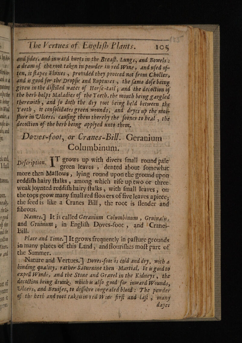 } = | by dye , , o he ( dee jutaiens ebpeth | t being in Wal ser, 4 af de ff ck and 1 ball Dunes, | Hi rd thelie | i 0 if he | nd tht oft lanes | y 40 setae Ani REE PA ON SB AIA he RON ETRE CREAN RO SE ES ERR 1A SU ECARD TO OE POR ng 9 SOE Re mae (eer ~ The Vertues of. Enolifh Plants. 105 err einteninge ernie and fides, andunward hurts inthe Breaft, Lungs; and Bowels : adramof theroot taken in powder inved Wine, and ufed of- and is good for the Dropfe and Ruptures , the fame dofe being the herb helps Maladies of the Teeth, the mouth being gargled therewith, and fo doth the avy root being held between. the Teeth , it confolidates green wounds; and dryes up the moi= flurein Ulcers, caufing them thereby the fooner- to heal , the decoction of: the herb being applyed unto them. Doves-foot, or Cranes-Bill. Geranium Columbinum. Defeription, iw SLOWS up with divers {mall round pale 3 green leaves , dented about fomewhat more then Mallows , lying round upon the ground upon reddith hairy ftalks , among which rife up. ewo or three weak joynted reddifh hairy {talks , wich {mall leaves, on the tops. grow many finall red flowers of five leaves apiece; the feedis like a Cranes Bill, the root is flender and fibrous. Names.] Itis called Geranium Columbinum , Gruinalis, and Grainum ; in Englith Doves-foor , and 'Craneé- Bill. Place and Time. | It grows frequently in pafture grounds the Summer. Wature and Vertues..] Doves-foor ts cold and dry, with a binding quality; rather Saturnine then Martial. It is Sood to expell Winde, and the Stone and Gravel in the K jdneys , the decoction being drunk, whichis alfo good for inward Wounds, Ulcers, and Bruifes, to difolve congealed blood’: The perder of the herb and root takeainvved Wine fix aud laf ; many | dayes