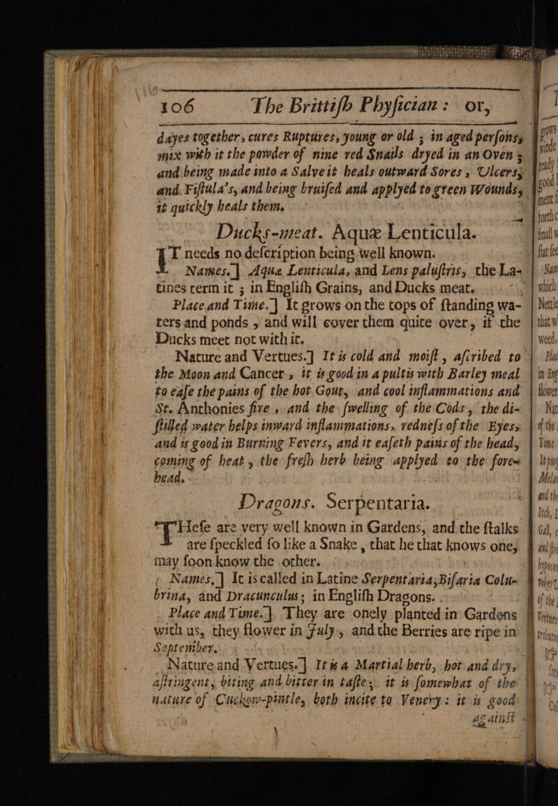 sepese saa f Es ia ee RERSEE SES wh - ShSss Set Sears Se $s SE SEGRE SESE S ee SSS LOS ea So ee PRs Fe tS ape whe OF fi, “tae > 2? 8 a he oe pe aabgangl eer saucy se alee tokit P apes ae it ea ai hig NY sibiendananariela iis Ea te 106 The Brittifb — or, — six with it the powder of nine red Snails dryed j in an Oven + and being made into a Salyeit heals outward Sores ; Ulcers Ducks-meat. Aque Lenticula. T needs no defcription being. well known. Names. | Aqua Lenticula, and Lens paluftris, the La- tines rcerm it ; in Englith Grains, and Ducks meat. ters and ponds , and will eover them quite over, if che Ducks meet not with it. Nature and Vertues.] It cold and moift , afcribed to the Moon and Cancer, it is. good in a pultis with Barley meal to eafe the pains of the hot. Gout, and cool inflammations and St. Anthonies fire, and the {welling of the Cods, the di- filled water belps inward inflammations, rednefs of the Eyes, and 1 good in Burning Fevers, and tt eafeth pains of the head, bea d Dragons. Serpentaria. may foon. know the other. brina, and Dracunculus; in Englifh Dragons. Se ptember. : Natureand Vertues. | It#a Martial herb, hot and dry, aftringent, biting and bitter in taftes. i is fomewhat of the eather of Cuchow-pintle, both incite to Vewery : it is good \ — -s —