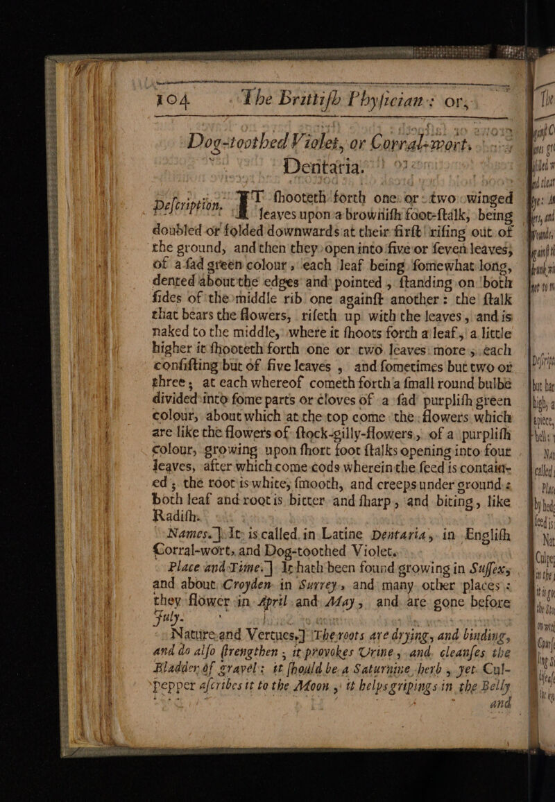 = — ne GEES AVE PE LD DEA ENS <e aE g2se is Spee Ae ERs SERGE EASE OS ig ESN ASS ETS ERPS BERS St Se eee Se ee See ae a — Sea. SS a SASS eS eR Se ee ee Kb lek SRRES BSE EES: ES Rie ES ake Mereside aa tai natal ncnner iene ieeonetat Tod rreteneacnt nn Amer enh A CORE EES NS OO NN te The Brittifb Phyfician-s ov; ve Dog-toothed Violet, or Corral-mort. .-:- ; Dentatiay” oc -) RE fhooteth forth one: or. two owinged Defcription. Spe a a, 5 : eaves upona brownith foot-ftalk, being doubled or folded downwards at their firft! rifing out. of the ground, and then they» open into five:or feven leaves; of afad green colour , each leaf being fomewhat long, dented aboutthe edges and’ pointed , ftanding on ‘both fides of the»middle rib one againft another : the {talk that bears the flowers, rifeth up with the leaves, and is naked to the middle,’ where it fhoots forth a'leaf,’a little higher it fhooteth forth one or two. leaves: more ;.each confifting but of five leaves , and fometimes but two of three; at each whereof cometh fortha fmall round bulbe divided*into fome parts or cloves of .a fad purplith green colour, about which atthe top come the; flowers which are like the flowers of ftock-gilly-flowers,, of a purplith colour, growing upon fhort foot {talks opening into four jJeaves, after which come cods wherein the feed is contait- ed’; the roor1swhice, fmooth, and creeps under ground: both leaf and rootis bitter, and fharp., ‘and biting , like Radith. | | \ Names. uit: is.called.in Latine Destaria, in Englith Corral-wort,.and Dog-toothed Violet. | Place and. Time. | Iphath been found growing in Suffex; and about Croyden- in Surrey, and many. other places : they flower sin April and: A4ay, and. are gone before Fuly. a | “hy gqokan | Sani til Vertues.] ‘Theroots are drying, and binding, and ao alfo ftrengthen ; it provokes Urine, and. cleanfes the Bladder of gravel: 1 (hould.be.a Saturnine herb 5, yet. Cul- pepper afcribes tt to the Adon ,: tt helps gripings in the Belly Byes Biddy nd cleat ye: Mf Hrs, nd yeunds, Hain Hirani qt fom | | | [Defi Ht br {high 4 antec, rhe: 1 Na called | ‘ | |