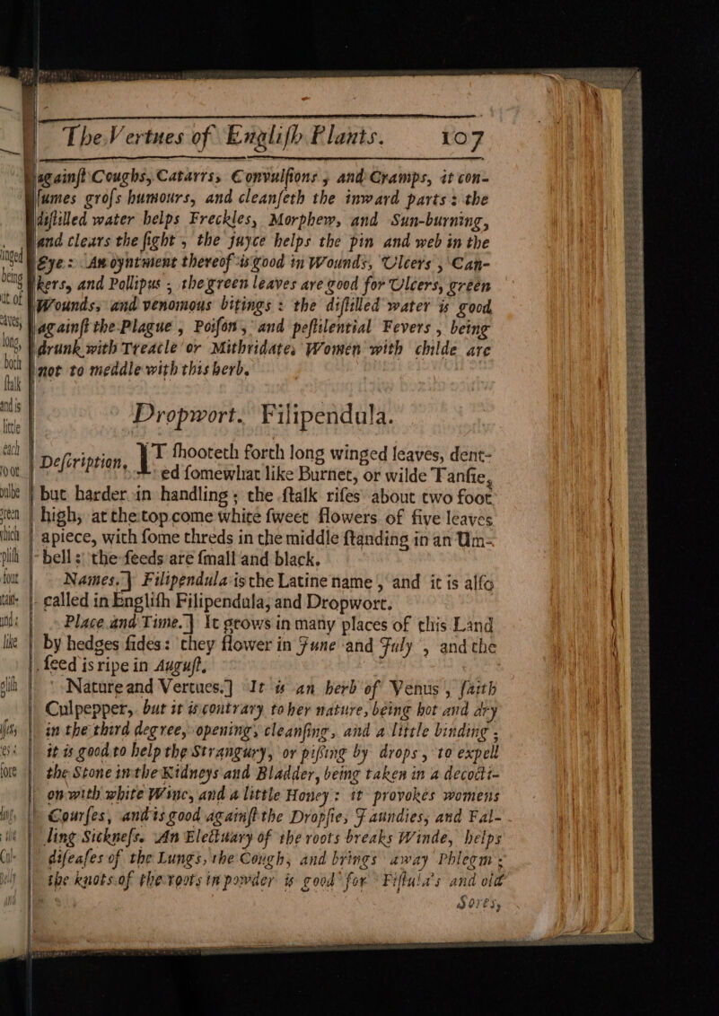 ifumes grofs humours, and cleanfeth the inward parts: the dsflilled water helps Freckles, Morphew, and Sun-burning, land clears the fight , the juyce helps the pin and web in the Eye: Awoyntment thereof is good in Wounds, Uleers ,\Can- Wounds, and venomous bitings : the diftilled water is good againft the-Plague , Poifon, and peftilential Fevers , being drunk with Treacle’or Mithridate, Women with childe are not to meddle with this berb. Propwort. Filipendala. | tke /T thooteth forth long winged leaves, dent- Defiriprion, | ed fomewhat like Burnet, or wilde Fanfie, | Names, \ Filipendula isthe Latine name , and it is alfo . called in Englith Filipendula, and Dropwort. Place.anad Time. | it grows in many places of this Land feed is ripe in Auguft, Nature and Vertues.] It # an berb of Venus , faith Culpepper, bur st contrary toher nature, being hot and ary in the third degree, opening, cleanfing, and a little binding , it ts good to help the Strangury, or pifing by drops, to expell the Stone isthe Kidneys and Bladder, being taken in a decodti- on with white Wine, and a little Honey: it provokes womens » Gourfes, andis good againftthe Dropfie, F aundies, and Fal- ling Sitkne{s. An Elettuary of the roots breaks Winde, helps difeafes of the Lungs, the Cough, and brings away Phlegm ; the knots.of the-roots in powder is good for Fiffula’s and off | SOLES,