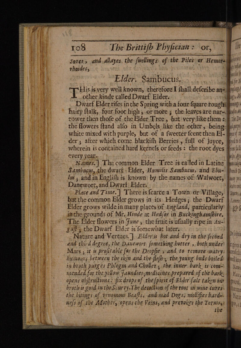 S90 S53 55 J x 4 ee EPSP SES ESL A FSS = oe Se ee SL2ELEE SEUSS eee Sees SS eS ES ARES =e peas ESS P= a: ae oe ee ae a ee te aay ee ape ok 108 : rf We Brittifb Phyfictan: or, Sovess and pllayes the felling of the Piles. or r Hemote jis rboides, | yi . . is 10 Elder. Sambucus. ol Li oS Rass isvery well known, therefore l thall defcribe an=) Biya other kinde called Dwarf Elder. | : Dwarf Elder rifes inthe S pring with a four fquare roug liu hairy ftalk, four foot high, or more; the:leaves are nar=, Muli! rower then thofe of che Elder. Tree, ‘but very like chem =, tle Di the flowers ftand alfo in Umbels, like the other , being: Be tp} white mixed with purple, but of a fweeter fcentthen El- Bye th der ; atter which come blackifh Berries , full of juyce, | Biyit i wherein is contained hard kernels or feeds : the root dyes | g fol every year. milfs ACs Names.) The common. Elder Tree is catled in Latine pmises Sambucus, the dwart Elder, Hamelis Sambucus, and Ebu- Piewh)) ius ; andin Englith ts known: by the names of Walwort, Beri pec Danewort, and Dwarf: Elder: lovecat Place and Time. | There is {carce.ai Towm or Village, Diners, but the common Elder grows in its Hedges; the Dwarf | Zamene! Elder grows wilde in many places of England, particularly = athe srounds of Mr. Hinde at Hed/or in Buckingham|hire. \ The Elder flowers in une, the bie isufually ripe in Au- gaft; the Dwarf Elder is fomewnat later: ] Nature and Vertues. | Elder is hot and dry in the fecind | and third degree, the Danewort fomething better ,-both.under’ | Mars ; it ws profitable for the Dropfte sand. to remove watry: | humours between the skin and the flefh the young buds boiled: |i ad f) Mi nnn gs in broth purges Phlegm and Choller . the: inner bark. is‘com= B Nye, mended for the yellow Faundies; medicines prepared of the barks BH dae, opens objivuttions.: fix drops of the {pit of Elder falr taken ixt | | Apri, broth is pili in the Scurvy. The decoction of the root in wine cures. the bitings of venomous Beafts, andmad Dogs, miollifies harden. nels of the Afother, opens the Veins, and prevokes the Tevmss: : the