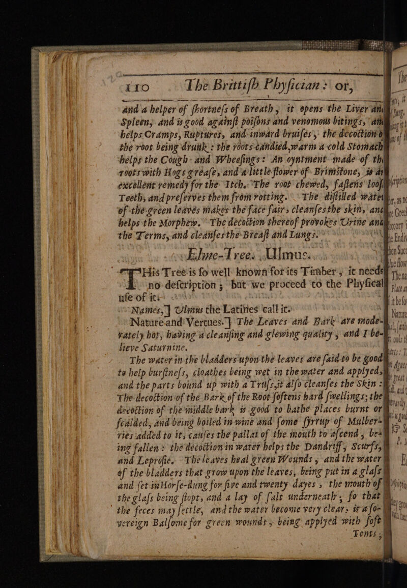 a nla ae vnccrwe cer inenntes - : Nr NERO SERMON 1TO The Britifb Phyfictan? or, | = baer ea ag ey), |! and a helper of (hortne/s of Breath; it opens the Liver and has, Spleen, and is good againft poifons and venomons birings, am sg helps Cramps, Ruptures, and inward bruifés,: the decodion oy the root being drunk: the voots candied warm a cold Stomach helps the Cough- and Wheefings: An oyntment made of thi roots with Hogs greafe, and alittle flower of: Brimstone, is aig excellent remedy for the ‘Itch. The root chewed, faftens’ Loop! Teeth, and preferves them from rotting. The diftilled water. » 1 of the-green leaves makes the\face fairs cleanfesthe skin, antl He Cre helps the Morphew. The decoction thereof provokes Urine andy oy’ ns off Eline-Irees Ulmus..«. ve Hen Suc | re His Tree is fo well: knowa for its Timber’) ic neede ie no-deftription ; but we proceed ‘to the Phyfiealf, nfe of its vite ine Names, | lms the Latines call it. Natureand' Vertues.} The Leaves and Bark are mode bi li rately hot, hieving a cleanjing and glewing quality, and Ibée-§. lieve Saturnine. | Bi The water in the bladders upon the leaves ave [aid-to be good} we ta help burfine[s, cloathes being wet in the water and applyeds@. lon and the parts bound up with a Trufs,it alfo cleanfes the Skin: ats The decottion of the Bark of the Root foftens hard fmellings; the) Bee ate! i maltraraly decoction of the middle bark is good to bathe places burnt or ‘s Wb 9 00g ita : ac vies added to it, catjes the pallat of the mouth to afcend, bes Br j ing fallen: thé decoction in water helps the Dandriff, Scurfs,) fe and Leprofie. Theleaves heal green Wounds 5 and the se B af the bladders that grow upon the leaves, being put in a glafsi and (et va Horfe-dung for five and twenty dayes , the wroutlr of the glafs being ftopt, and a lay of [ale underneath, fo that ie We | hit belo v m Natyep Atte rani e + I WLS 4 ae an 4 t ‘ey Heh he . vereign Balfome for grecn wounds » being applyed with fofe Fents : ? 4 :
