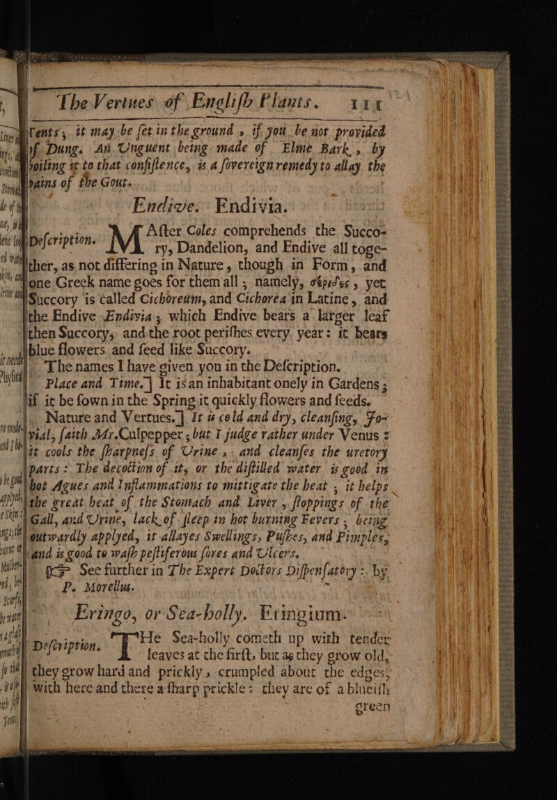 PRS ETN 27 ere AS. AAD cote, TheVertues of Englifb Plants. 11% me ents’; tt may be fet int the ground 2 if you be not provided if Ay Dung. An.Unguent being made of Elme Bark, by viii oiling w to that confiflence, a a fovereign remedy to allay the | ie ving 428 of the Gout a oft ne, ime Endive. Endivia. ea | Poe After Coles comprehends the Sycco- eis In Defcription. ry Dandelion, and Endive all toge- i i her, as not differing in Nature, though in Form, and Nh a one Greek name goes for them all ; namely, o€pitss , yet THAN Succory ‘is talled Cichore#m, and Cichoréa in Latine, and ithe Endive .Endivia ; which Endive bears a larger leaf Hick Succory;, andthe root perifhes every. year: it bears blue flowers. and feed like Succory. The names I have given. yon in the Defcription. Place and Time. | It isan inhabitant onely in Gardens ; if ic be fown in the Spring it quickly flowers and feeds. . Nature and Vertues. | It # cold and dry, cleanfing, Fo- vial, faith .247.Culpepper ; bur I judge rather under Venus ¢ a cools the fharpnefs of Urine ,. and cleanfes the urctory parts: The decoction of ity or the diftilled water is good in eg bot Agues and Inflammations to mittigate the heat , it helps (1) phe great heat of the Stomach and. Lwer , ftoppings of the NOT Gall, and Urine, lack. of fleep in hot burning Fevers . being agi outwardly applyed, it allayes Swellings, Pufkes, and Pimples, Nth and is good to wafh peftiferous fares and Ulcers. : use gs See further in The Expert Doctors Difpenfatory :. by Ts | P. Morellus. : ey | raul | i needs ylia remodel wid 1 Ob == Eringo, or Sea-bolly, Eringium. il) Defeviption. A a eet leaves at the firft, bur ag they grow old, they srow hard and prickly, crumpled about the edges; with here and there afharp prickle: chey are of a blueith | sreen %
