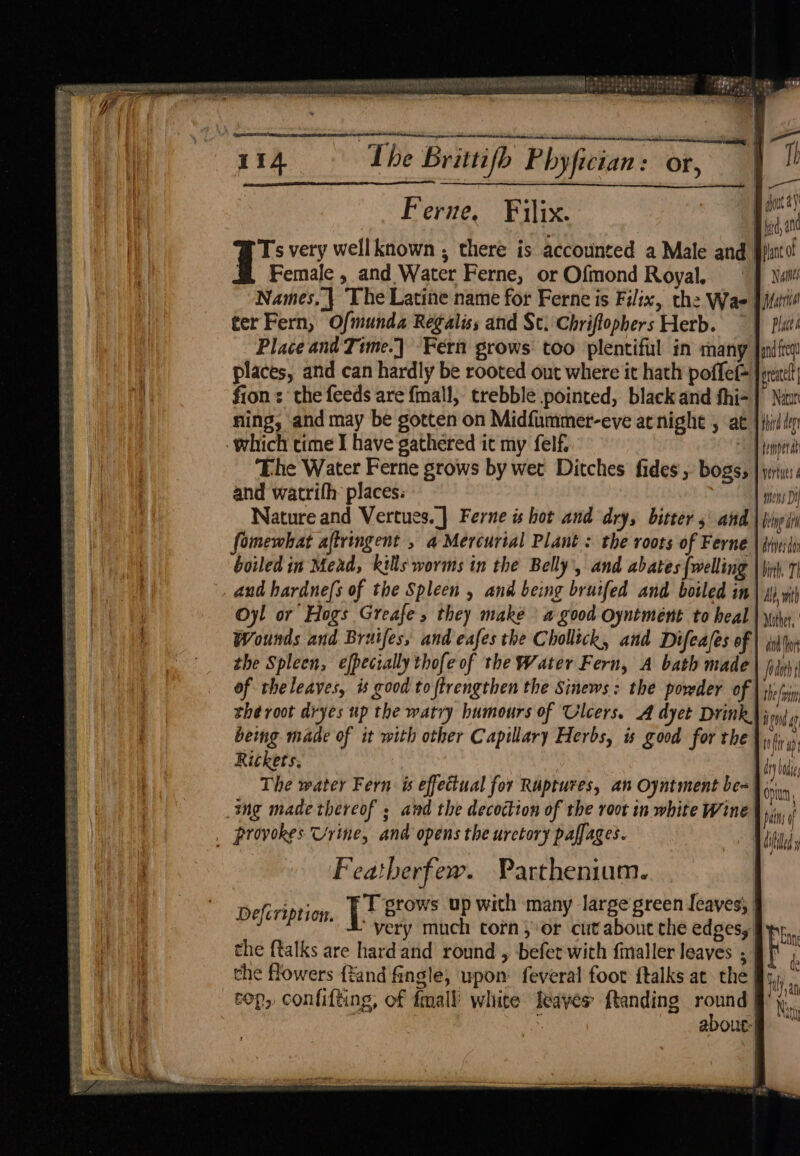 ON PERE NEM ELE REE BEY LS SOE. 2zRAor er Sset Legh sees RSs eee FA St ses ESE £ See BEEN PES EAE ee SESE Sig A EA EES ae Ce 3S SSS $5 REESE ho EF PES Be Ce en fake IS rot Fp oie eee sot ee — — e ’ > ityteeretiese gat BRE ered ap la ETN SEE NER EN ECE Ni rag ene Va OTM A cee semmrcrc ee sree eweenen t ena ES tc ri4 Lhe Brittifhb Phyfician: or, h Ferne. Filix. ap ‘ Bald, a Ts very wellknown , there is accounted a Male and pint @ Female, and Water Ferne, or Ofmond Royal. «J wait Names, | The Latitte name for Ferne is Filix, the Wae pfu! ter Fern, Ofmunda Regaliss and Sc: Chriftophers Herb. | Pisii Place and Time.) Fern grows: too plentiful in many ania places, and can hardly be rooted out where it hath poflet | rexel fion : the feeds are fmall, trebble pointed, black and thi- | Nin ning, and may be gotten on Midfummer-eve at night , at |{hily Ehe Water Ferne grows by wet Ditches fides , bogs, | wives: and watrifh: places: Laci Nature and Vertues.] Ferne is hot and dry, bitter 5° aiad | piyeily fomewhat aftringent , a Mercurial Plant : the roots of Ferne | Ai boiled in Mead, kills worms in the Belly’, and abates {welling | \ni. 7) aud hardne(s of the Spleen , and being bruifed and boiled sm | 4) yi Oy! or Hogs Greafe, they make a good Oyntment to heal | yin, Wounds and Bruifes, and eafes the Chollick, and Difeafes of | the Spleen, efpecially thofe of the Water Fern, A bath made | odo of theleaves, is good toftrengthen the Sinews: the powder of | shp/rn the root dryes up the watry humours of Ulcers. A dyet Drink} jij being made of it with other Capillary Herbs, is good for the \ 1, Rickets, | The water Fern is effectual for Ruptures, an Oyntment be= dv infin ap in badie Optua l pains of Wile Featberfew. Parthenium. Deferiptien. | ss up with many large green Jeaves; | very much torn, or cut about the edges, the {talks are hard and round , befer with finaller leaves ; che flowers ftand fingle, upon’ feveral foot {talks at the qj about: