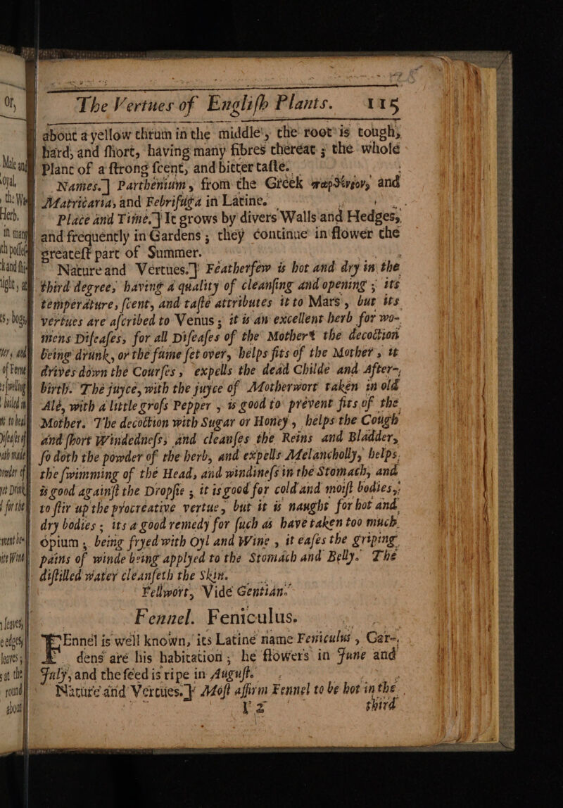feats onder of | ut Dik sont bes) ite Wine | about a yellow thtumn in the middle! the root*is tough, hard; and fhiort, having many fibres chereac. ; the whole Planc of a ftrong fcent, and bitter tafte. | Names. | Parthenium, from the Greek wapSivgovy and Matricaria, and Febrifuga in Latine. ? sreateft part of Summer. et Natureand Vertnes.} Featherfew is bot and dry im the third degree; having a quality of cleanfing and opening ; its temperdture, (vent, and ta(te attributes itto Mars , but its | mens Difeafes, for all Difeafes of the Mother* the decoition birth. The juyce, with the juyce of Adotherwort taken inolé Alé, with a little grofs Pepper , w good to prevent fits of the Mother. The decottion with Sugar or Honey , helps the Cough and (hort Windedne(s; and cleanfes the Reins and Bladder, fo doth the powder of the herb, and expells Melancholy, belps. | #8 good againft the Dropfie ; it is good for cold and mort bodies,, to ftir up the pyocreative vertue, but it % naughs for bot and dry bodies ; its a good remedy for {uch as have taken too much Opium ; being fryed with Oy! and Wine , it eafes the griping pains of winde being applyed to the Stomach and Belly. The diftiled water cleanfeth the Skin, Fellwort, Vide Gentian. | Fennel. Feniculus. ve “Enneél is well known, its Latiné name Feniculus , Gare, HE dens are his habitation ; he flowers in Fane and Faly, and the féed is ripe in Augu/t. iz third = eS SS 4 <= toma 2Stesi ih eek; = ‘e ~ ee