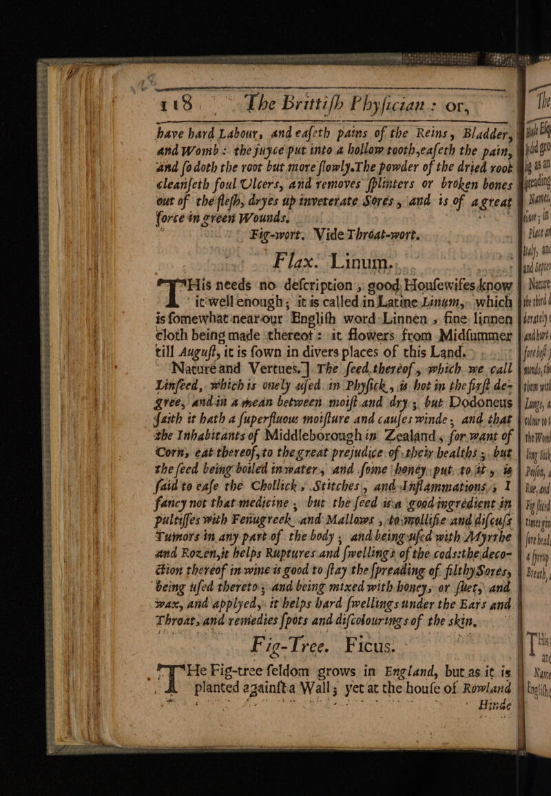 CERES BES Boy £3 PASSER Oe te ER EES —- we tom sae SES pas Pp SASS ese PASE Peseet Pee Steel 2 Lessee S pe Biewed See eTe VEL s ate PHM ELS Saks SHS _ wakes ie EPO SRR OMAY EN GATES Sans ay 2:8 -8oeie Mt Hepeleietases AH SRE aN ek Poo ee culiuiiialis «(ene eae igh ll bie Sree ene re car te cn EE SE Le EER a A UR Hr enn have hard Labour, andeaf{eth pais of the Reins, Bladder, | and Womb: the juyce put into a hollow tooth,eafeth the pain, Wi) and (o doth the root but more flowly.The powder of the dried rook Mig 8 cleanfeth foul Ulcers, and removes plinters or broken bones picts out of the fle(h, dryes upinveterate Sores, and is of agreat | Ni force im green Wounds, | ei UL : | Fig-wort, Vide Throat-wort. Platt an Flax: Linum. Bal a0 9g » Band Septel “His needs no defcription , good. Houfewifes know J) Nae itwell enough; itis called in Latine.Lingm,. which |plthti' isfomewhat nearour Englith word:Linnen 5 fine, linnen jieat!: cloth being made ‘thereot : it flowers from Midfummer J andi till Augu/f, it is {own in divers places of this Land.» « .. + | finely! ~ ‘Nacureand Vertues. | The feed.theréof , which we call | wns,th Linfeed, which ts onely ufed. in Phyfick, % hot in the fixft des | them wit Zree, andin a mean between moift.and dry; but Dodoneus | Langs, 4 faith it hath 2 fuperfluous motfture and caujes winde. and that \ wlw! the Inhabitants of Middleboroughin Zealand 5 for.want of | they Corn, eat thereof,to thegreat prejudice.of thei bealths ; but \ |p ih the feed being boiled inwater, and fome ‘honey. put, toa y i | Pej, faid'to cafe the Chollick, Stitches, and Inflammations.s I | tye, fancy not that medicine , but the feed isa good ingrédicnt 4m | Bj il pultiffes with Fenugreek and Mallows , to:mollifie and difcufs J times gin Tumorsin any part of the body, andbeingwifed with Adyrthe | fire hea aud Rozen, it helps Ruptures.and {welling of the cods:the\deco- | , fr tion thereof inswine is good to flay the [preading of. filthySoresy | Sieg), being ufed thereto; and being mixed with honeys or fact; and |) — wax, and applyed,y: it helps hard fwellings under the Ears and | Throat, and remedies {pots and difcolourings of the skin,” | ae F ig-Tree. Ficus. ) se ¢ ; = ° ° ‘ ul _ oT He Fig-tree feldom grows in England, butas it. is || Nan _ dt planted againfta Wall; yet at the houfe of Rowland | lei Hinde |