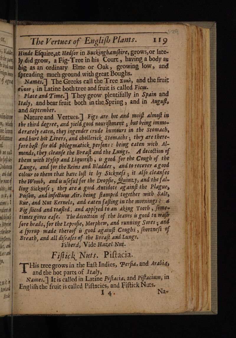 Ny Bed, th i pain it th rp then bane AF ogre ules kno iy. which oe lioneg id{ammer d, b we call | hepa de Dodoneys | nd thi inant | tht ; but tWity &amp; gins 1 f bint fh | Mh dou | ) Myre the dete | thy Suet jet, and bats ath o rast ponland | sine whi baal tee MaRS Sead ENE ETRE The Vertues of Englifo Plants. 119 Hinde E{quire,at Hedjor in Buckinghamfhire, grows,or late. ly.did grow, a Fig-Tree inhis Court, having a body as big as an ordinary Elme or Oak, growing low, and {preading much ground with great Boughs. Names, The Greeks call the Tree Zuni, and the fruit gixoy ; in Latine bothtree and fruit is called Ficus. Italy, and bear fruit both inthe Spring , and in Augufts and September. / Natureand Vertues.] Figs are hot and motft alimoft in the third degree, and yield good Bene SPENT ; but being immo- derately eaten, they ingender crude humours in the Stomach, and hurt hot Livers, and chollerick: Stomachs , they are there monds, they cleanfe the Breaft and the Lungs. A decottion of them with Hyfop and Liquorih 5 s good for the Cough of the Lungs, and for the Reins and Bladder, and to recover a good colour to them that have loft it by Sicknefs ; it alfo cleanfes the Womb, and is ufeful for the Dropfie, Quinzy, and the fal ling Sickne/s ; they area good Antidote againft the Plagues Poifon, and infectious Air, being flamped together with. Salts Rue, and Nut Kernels, and eaten fafting in the mornings: 4 Fig fliced and toafted., and applyed toan aking Tooth , fomes times gives eafe. The decottion of the leaves is good ta walh 4 fyrrup made thereof is good againft Coughs , fhovtne/s of Breath, and all difeafes of the Breaft.and Lungs, Filberd, Vide Hazel Nut. Fiftick Nuts. Piftacia. ay bs tree grows in the Eaft Indies, Perfia, and Arabia, and the hot parts of Italy,