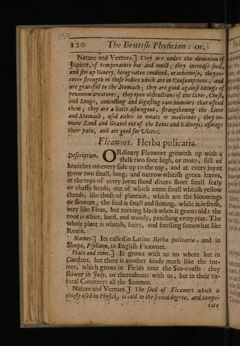 sree Peeaes eee! &amp; © wk? 4 DE Gs “y Saha a ee Nature and Vertues.] They are under. the dominion of Jupiter, of temperature hor and moi «they increafe (eed, and fler ap Venery, being-eaten condited, or otherwife, theyre cover firength tn thofe bodies which are in Confumptions); sand Venomous creatures : they open objtructions of the Liver, Cheft, i Fleawort. Herba pulicaria. Defcription. Rdinary Fleawort groweth, up with a #7 ttalk two foor high, or more, : full: of branches on every fide np tothe top, and at every Joynt Srow two {mall, long, and narrow whitifh green leaves, at the tops of every joynt {tand divers fhort fmall {caly or chaffy leads, ont of which come {mall whitith yellow threds, like thofe of plantain, which are the bloomings or flowers ; the {eed is fmall and thining, while icisfreth, very like Fleas, but turning black when it grows old: the toot is white, hard, and woody, perithing every year. The whole plant is whitith, hairy, and {melling fomewhat like Rozin. | __ Names. Its calledin Latine Herba pulicaria s and in Shops, P/yllium,in Englifh Fleawort. Place and time] It grows with us no where but in Gardens, but there is another kinde much ‘like the for- mer, which grows in Fields near the Sea-coafts : they Hower in Fuly, or thereabouts with us, butin theirna- tural Countreys all che Summer. | : ~ Natureand Vertues. J: The feed of Fleawort which is chiefly ufed in Phyfick, is cold in the fecond degree, and. tempe- ee yy : vate “7 -