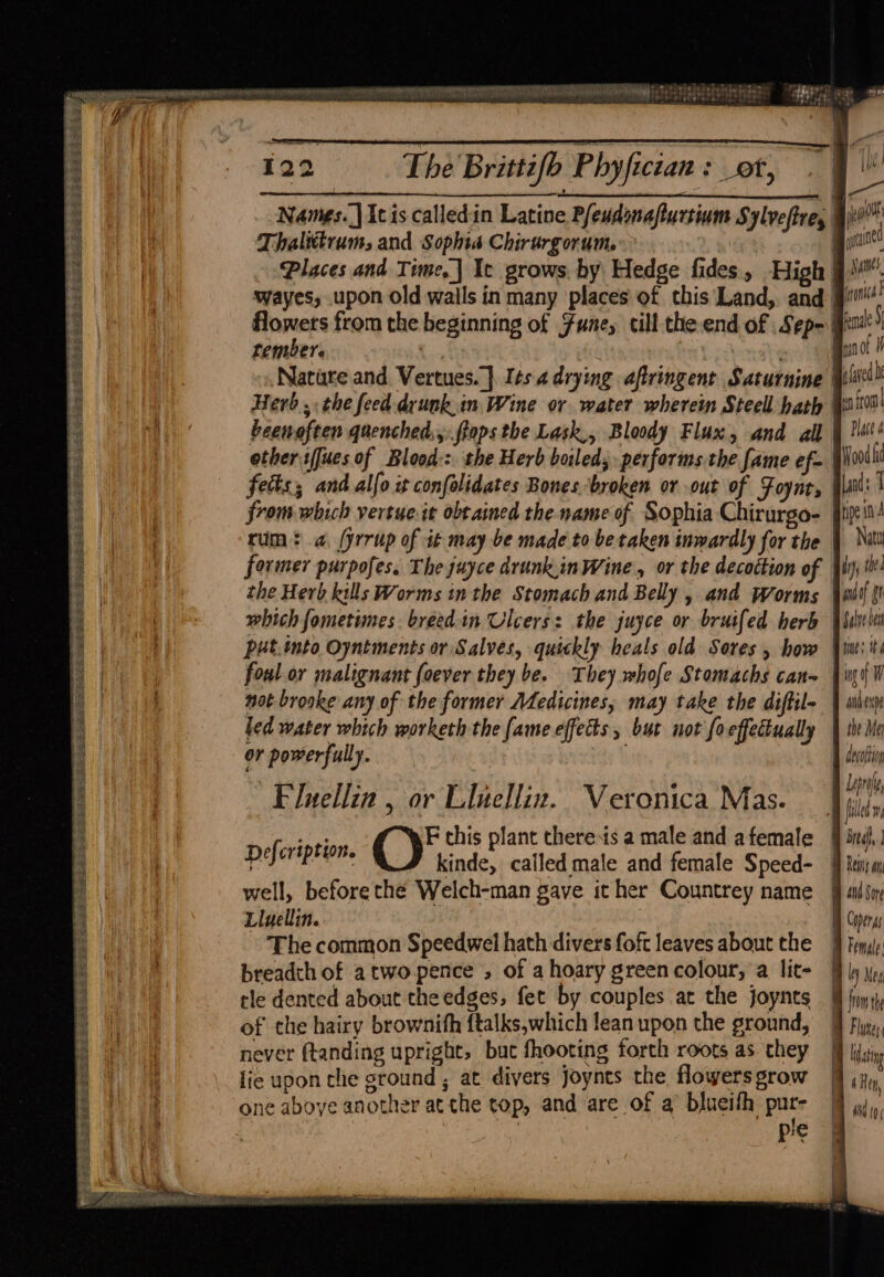 Pye fag ie BEST ES Dene. Seats Slee Sees 2 GAS Shh PE See Fes eerste eyes ie bef ESR ELA SESEA SRE AS oa ie oe Saetbest ADS Sic&amp; PAE SASSER RS FEL +S3 2 122 bebe . ~ “ PRATER Wh LMT Bis EN ere a Yarra Daas ie @ ¢pehe) ‘ 1 NEE TT BT SN Toe NMRA Ss SNe EST h Es i fy : 1 i '- =| } | 122 The Brittifb P byfician Set) a , ‘ide Names. | It is called:in Latine Pfeudsnafturtium Sylvefive, wy! T halittrums and § ophia Chirurg OCUumMe = equaunts Places and Time,] Ic grows. by Hedge fides, High 9. wayes, upon old walls in many places of this Land,. and ironic flowers from the beginning of Funes till the-end of Sep- mia) pi pout tember. se agonot F Nature and Vertues.]. Its adrying aftringent Saturnine faved Herb ,: the feed drunk.im Wine or water wherein Steell hath | en from beenoften quenched,,:ftops the Lask,, Bloody Flux, and all § fais other iffues of Blood::. the Herb boiled, performs the fame ef- | Wood i fects; and alfo it confolidates Bones broken or out of Foyne, Gla: | from which vertue it obtained the name of Sophia Chirurgo- jit ind rum: a, (yrrup of it may be made to be taken inwardly for the | Nii former purpofes. The juyce drunk,in Wine, or the decoction of ji; ti! the Herb kills Worms inthe Stomach and Belly , and Worms | which fometimes. breed in Ulcers: the juyce or bruifed herb Salve ber put.into Oyntments or Salves, quickly heals old Sores , how Vit: its foul or malignant foever they be. They whofe Stomachs can~ jini W not-brooke any of the former Medicines, may take the diftile | sili led water which worketh the fame effects , but not foeffedtually | th Me or powerfully. I decor ah hye ties . B Lesrale, Fluellin , or Lluellin. Veronica Mas. hb Billed w Mis F chis plant thereis a male and afemale # 3nil,. Defertption. hende called male and female Speed- | to well, before the Welch-man gave ither Countrey name ff ils Lluellin. 7 Wh Coperg The common Speedwel hath divers foft leaves about che J} Fem breadth of atwopence , of ahoary green colour, a lit- 9 ly yp, tle dented about the edges, fet by couples at the joynts | fom th of the hairy brownith ftalks,which lean upon the ground, ] fiy,, never ftanding upright, but fhooting forth roots as they | Way lie upon che ground ; at divers joynts the flowers grow | one aboye another atthe top, and are of a blueifh pur- | ple eS 4 Hen, Aid 19
