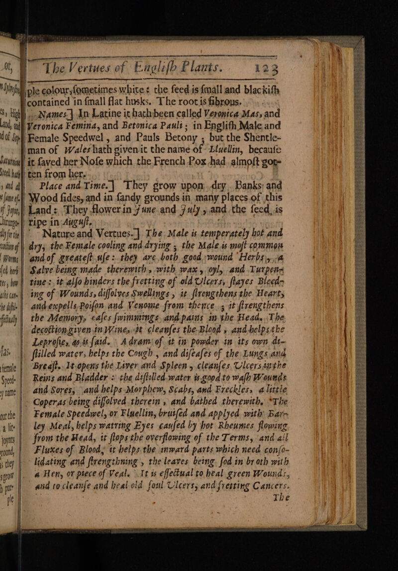 Sy Sat utying eel hath f Jone if HF Fp Ugo ation of Worms (ed herb , gih} cate out the | ete eben car ce The Vertues of Euglifb Plants. 122 Names| In Latine it hathbeen called Verontca Mas, and Veronica Femina, and Betontca Pauli; in Englith Male and Female Speedwel , and Pauls Betony ; but the Shentle- bman of Wales hath given.it the name of- Livellin, becaute ‘it faved her Nofe which the French Pox had.almoft g0t ten from her. | ; Place and.Time.| They grow upon: .dry . Banks; and Wood fides, and in fandy grounds in many places.of this Land: They flower in june and 7uly.,.and.the feed, is tipe in Augu/i, > Nature and Vertues..] The, Male is temperately hot and | dry; the Female cooling and drying ; the Male is moft common andof Rreateft.ufe:.they are,both good, wound Herbs) Salve being-made therewith, with wax, oyly and .Turpens ing of Wounds, diffolves Swellings , it flrengthens the Heart, andexpetls Poifon and Venome from thence, it firengthens | the Memory, cafes fwimmings. and pains m the Head. The decottion.given.in Wine, tt ¢leanfes the. Blood 5 and belpsthe Leprofie,, a6, faid. A dram: of it im powder in its own dt- Breajt.. It.opens the Liver and Spleen , cleanfes. Ulcers sathe Reins and Bladder : the difliled.water is. good to wafh Wounds and Sores, and helps Morphew, Scabs, and Freckles, alittie - Coperas being difolved therein , and bathed therewith, *The Female Speedwel, or Fluellin, brutfed and applyed with Bar- ta round, 5 tley soto | 4 lite | fe ley Meal, helps watring Eyes caufed by hot Rheumes flowing from the Head, i flops the overflowing of the Terms, and ail Fluxes of Blood; it helps. the inward parts which need confo- lidating and flrengthning , the leaves being. fod in br oth with a Hen, ot piece of Veal. It ts effectual to heal green Wounds, and tocleanfe and heal old foul Ulcers, and fretting Cancers. sp : te | The