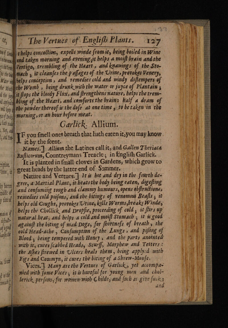 37> tigheiet. % nema | be Vertues of Englifh Plaats. 127 een ie | Se ey ROE Te 3 e . . ° ° i] Wt Inj e\helps concottion, expells winde from it, being boiled in Wine iia and taken morning and evening it helps a moift brain andthe Till Vent eg 0 trembling of the Heart, and knawings of the Sto- by thecyimoach ;. tb clean ifes the p afjages of the Urine, provokes Venery, Water vi helps conception » and remedies cold and windy diftempers of he Niyithe Womb , being drunk with the water or juyce of Plantatu ; tthe i ‘it flops the bloody Flax and firengthens nature; helps the trem- and bling of the Heart, and comforts the brains balf a dram of wil kei the powder thereof is the dofe at onetime , to betaken in the ef Dufgh) Morning » or am hour before meat. f | h 1 ’ $ ® ADAG) Inanelh Garlick. Allium. 1 Nep, andl - hi , ie you finell ones breath that hath eaten ic,you may know it by the fcent. Names.| Alliam the Latines callit, and Gallen Theriaca 6; Atl ith | Rufticorum, Countreymans Treacle, in Englifh Garlick. ip, |. Ieis:plantedin {mall cloves in Gardens, which grow to ny ig} Great heads by the latter end of Sammer. ‘| > Nature and Vertues. | Jt is bot and dry in the fourth de- Hy bien | S7%> Martial Plant, it beats the body being eaten, digefting nif of | 4704 Confuming tough and clammy humours, opens obfiructionss vin remedies cold poifans, ant the bitings of venomous Beajts ; i | helps old Coughs, provokes Urine, kills Worms,breaks Winde, helps the Chollick and Dropfie, proceeding of cold ; it flirs up natural heat, and helps a cold and moift Stomach , +t % good againft the biting of mad Dogs, for fhortnefs of breath, the cold Head-ache , Confumption of the Lungs, and pising of Blood, being tempered with Honey ; and the parts anointed: . with it, cures (cabbed Heads, Scurff, Morphew and Tetters : | the Afhes firewed in Ulcers heals them , being applycd with 1 ft Figs and Commyn, it cures the biting of a Shrew-Moufe. NC Vices. Many avethe Vertues of Garlick, yet accompar 4 i | nied with fome Vices , it is hureful for young. men and chol- I ial derick, perfons,y for woinen with Childe, and {uch as give fucks DAS ang ft i | cbf of md | vanfestle. |