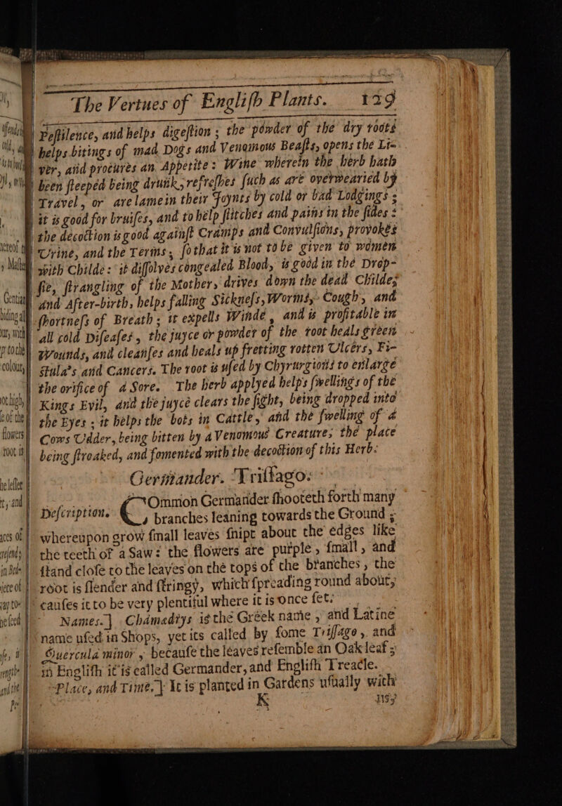 }) Peftilence, and helps digeftion ; the powder of the dry roots © helps bitings of mad Dogs and Venomous Beafts, opens the Lt=.. )) ver, aiid procures an Appetite: Wine wherein the herb hath | been fleeped being drunk, refrelhes [uch as are overmearied by Travel, or arelamein their Foynes by cold or bad Lodgings | it is good for bruifes, and to help flitches and pains in the fides : the decottion isgood againft Cramps and Convulfions, provokes Urine, and the Terms, [othat it u not 10 be given to women sbith Childe: it diffolves congealed Bloody i good in the Drop- | fie, ftrangling of the Mother, drives down the dead Childe; and After-birth, helps falling Sickne|s, Worms, Cough, and AN fhortnefs of Breath; w expells Winde , antl is profitable in MW all cold vifeafes, the juyce or powder of the root heals green Wounds, and cleanfes and heals up fretting rotten Ulcers, Fi- dula’s and Cancers. The root # ufed by Chyrtrgioits to enlarge the orifice of 4 Sore. The herb applyed help’s fwellings of the Kings Evil, and the juyce clears the fight, being dropped inte | the Eyes - it helps the bots in Cattle, and thé {welling of 4 | Cows Udder, being bitten by AVenomous Creature, the place | being firoaked, and fomented with the decoction of this Herb. Germmander. ‘Triltago: « Defcription. -~*Ommon Germander fhooteth forth many , branches leaning towards the Ground ; whereupon grow fmall leaves f{nipt about the edges like the teeth of a Saw: the flowers are purple, {mall, and {tand clofe ro the leaves on the tops of the branches , the ‘root is flender and ftringy, which fpreading round about, “ caufes itto be very plentiful where itisonce fet. Names.] Chdmadtys i¢ the Gréek name , and Latine name ufed in Shops, yet ics called by fome Trifage, and Guercula minor y beeanfe the leaves refemble an Oak leaf 5 i Enolifh itis called Germander, and Englifh Treacle. “Place, and Time, | Ic is planted ae ufually with err sy ae = Ss Te x Bem