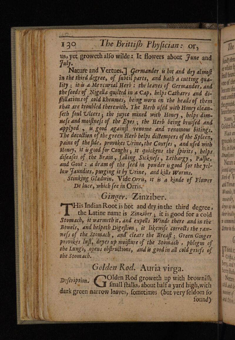 HSE RUSS S SEA AS &amp; nh PALERESS Se CATs Set CE SES SURES Eee SRE ee ee wee oameeegesr: SI ELLIE BERETA gut yee ES FASS RUA SERS 2 SET SARE SS SAS ESS ARPES SEES 130 Lhe Brittifh Phyfician: or, uly. Nature and Vertues.] Germander is hot and dry almoft in the third degree, of fubtil parts, and hath a cutting qua~ fiillations of cold Rheumes, being worn on the heads of them nefs and moiftnels of the Eyes ; the Herb being bruifed and applyed , good againft venome and venomous bitings. The decoction of the green Herb helps ditempers of the Spleen, Honey, it is good for Coughs ; it quickens the pirits , helps difeafes of the Brain, falling. Sicknefs , Lethargy, Palfes and Gout: 4 dram of the feed in powder is good for the Jel- low Faundies, purging it by Urine, and kills worms. Stinking Gladwin, Vide Orris, it is a kinde of Flower De luce, which fee in Orris. Ginger: Zinziber. the Latine name is Zinziber ; it is good for a cold Stomach, tt warmeth it, and expels Winde there and in the Bowels, and helpeth Digeftion , it likewife corrects the raw- nels of the Stomach, and clears the Breaft ; Green Ginger provokes Infi, dryes up moifture of the Stomach , phlegm of the Lungs, opens obftruitions, and is goodin all cold griefs of the Stomach. Golden Rod. Auria virga. sts Olden Rod groweth up with brownith seheake ale G finall ftalks, about half a yard high,with found) Bone! te heeom do root cont tegrout branches’ Nats, Golden Ro a! lace an stounds it | fs, in Hn [ Svanlon Nature 2 fecond dene ini V ! 1 ia Twa é B dha Lnrodt Bb Wounds, 3 weal ( H, Aryes Mp then eally A x commend Stove tn th ee ae MY Uh] ia Magn if