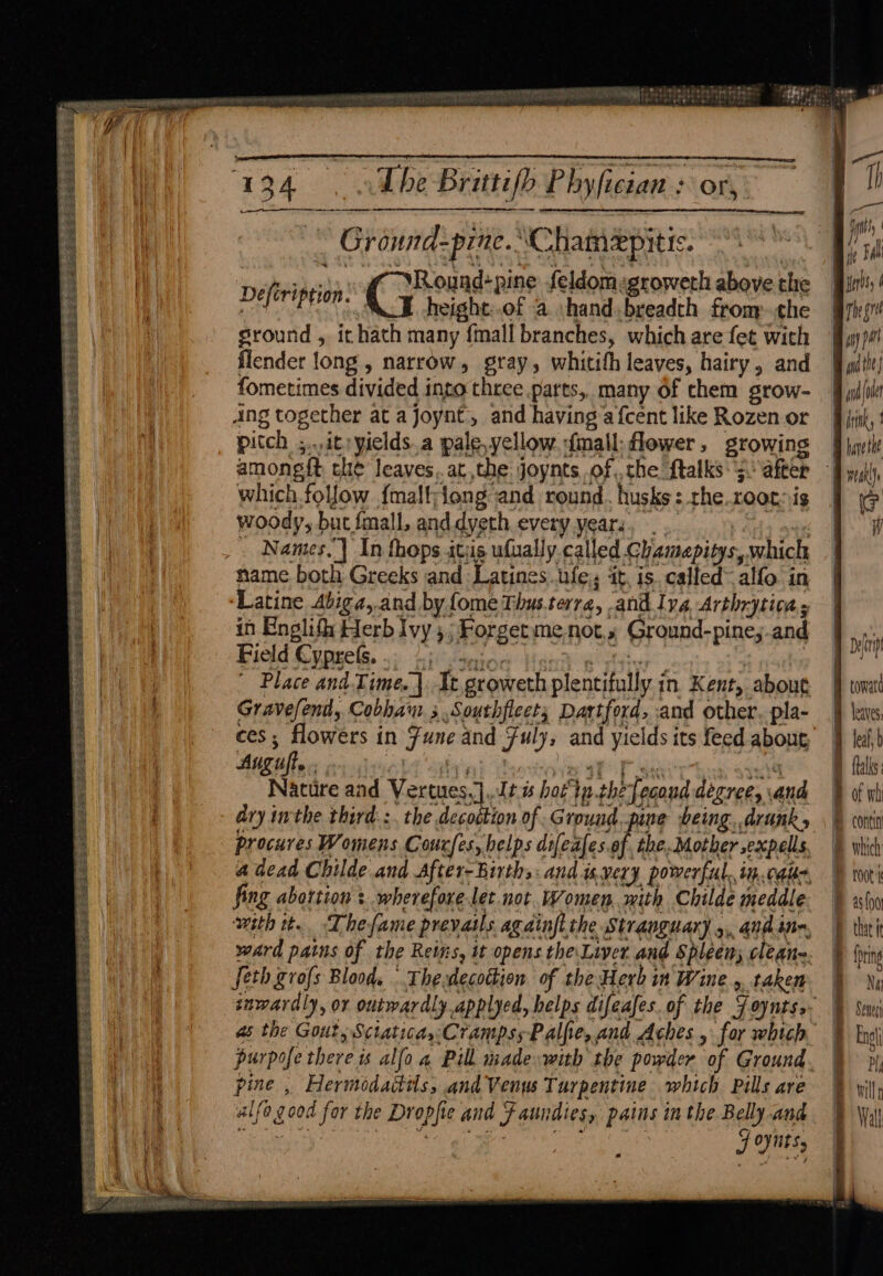 se Ree oe ee ee ee Se ES PEE ESE SSS ae SSS Ge ee ei Bath Sie Sass 2k PERE SB ARES eS Eas gl ids weiss 2 Spe: The Britti/p Phyfician : or, Groundspine. \Chamepitic. cide aha | Round+pine feldomsgroweth above che DETER height:.of a :hand a from the ground , it hath many {mall branches, which are fet with flender long, narrow, gray, whitith leaves, hairy, and fometimes divided into three parts, many of chem grow- Ang together at a joynt, and having’a {cent like Rozen or pitch ; itryields.a pale, yellow. fall: flower, growing amongit che leaves. atthe joynts.of, the {talks ; alter which.follow {malt;long and round. husks : the root. is woody, buc fmall, and dyeth every years, “ Namies.’] In thops itis ufually.called Gliamepitys, which name both Greeks and Latines ufe,, it, is. called alfo in ‘Latine Abiga,.and by {ome Thus terra, and Iya, Arthrytiog » in Englifi Herb Ivy 5 ;Forgetmenot,, Ground-pine, and Field Cyprels. . Place and.Time. | It, sroweth plencifatly in Kent, about Sevelaee Cobhaw 3 Southfleets Dartford, and other, pla- eee in 7 une and fulys and yields its feed aboug Pie Nature and ie julia hoe ian ths je ecaud degree, and dry inthe third::. the decostion of Ground. pine being. drunk, procures Womens Courfes, helps difeafes.of. the, Mother ,expells a dead Childe and After-Births: and isvery powerful. in. cate, fing abortion + wherefore let. not. Women with Childe meddle with tt. -Thefame prevails agdinftthe Stranguary 4, andinn, ward pains of the Reins, it opens the.Liver and Spleen; cleans. feth grofs Blood. ° The decoction of the Herb in Wine €m taken inwardly, or outwardly applyed, helps difeales of the Joynts,- as the Gout, Sciatica, Cramps; Pale, and Aches , for whtch purpofe there is alfo.a Pill made with the powder of Ground. Pine , Hermodaitils, and Venus Turpentine which Pills are alfo good for the D Dropfic and f aunties, pains in the Belly and : ] ONnitSs drihy towatd leaves; thet it foring Na will