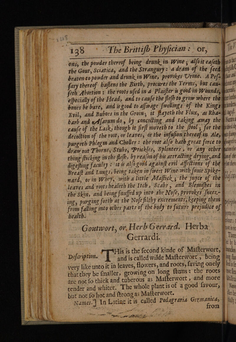 cee S :s pees sererrrt ts: deze FREE A st ice ere 3 SES Re — Seg ESET S See BRET ES ite $PESRE BETS Sie Mame aced = Sees US Se ee = =. Pe area rs reer emsecnceeaso verse | Ons, the powder thereof being drunk in Wine, alfoit eafeth Mi the Gout, Sciatica, and the Strangury: 4 dram of the feed i beaten to powder and drunk in Wine; provokes Urine. A Pefa @l fary thereof haftens the Birth, procures the Terms, but cana feth Abortion : the roots ufed in a Plaifter is good in: Wounds, efpecially of the Head, and to caufe the leh to grow where the jet het hones be bare, and isqood to affmage fwellings of the King sigebtt Evil, and Buboes in the Grown, i ftayeth the Flux, as Rhaail gil barb and eAfarumdo, by concotting and taking away the § Nutt caufe of the Lask; though it firfi moveth to the ftool ; for the! third de decottion of the voor, or leaves, or the infufion thereof tn Ales ht mp purgeth Phlegm and Choller = the root alfo hath great force to) foageti dvaw out Thorns, Stubs, Prickles, Splinters , or ‘any other jumiv thing flicking ithe flefh, by rea/on of his attracting drying,and Ming th digefting faculty <1 ts alfo good againft evil affections of the With rn Breaft and Lungs, being taken in [weet Wine with [ome Spike-| leaves and roots healeth the Itch, Scabs , and Blemifhes in ¥ ‘the Skin, and being fauffed up into the Nofe, provokes {nex i ing, purging forth at the Nofe filthy excrements, keeping them Bosirin from falling into other parts of the body to future prejudice of) Es a “ health. | i Of! | Pye Below. Goutwort, or, Herb Gerrard. Herba: Pui | Gerrardi. : Ther td by h Rms His is the fecond kinde of Mafterwort, |; hanches Defeription. and is called wilde Mafterworc , being ing hy very like unto it in leaves, flowers, and roots, faving onely Reds thar they be finaller, growing on long {tems : the roots | i are not fo thick and tuberous as Mafterwort , and more § liihy render and whiter. The whole plant is of agood fayour, No but not fo hotand ftrongas Mafterwort. 4 tee “Names. | In Lacing it is called Podagraria aie: Bul per ot ane . ie sabe Dear ae dpe ar’ 68 ; Lier “Ret; np EE Fas oe