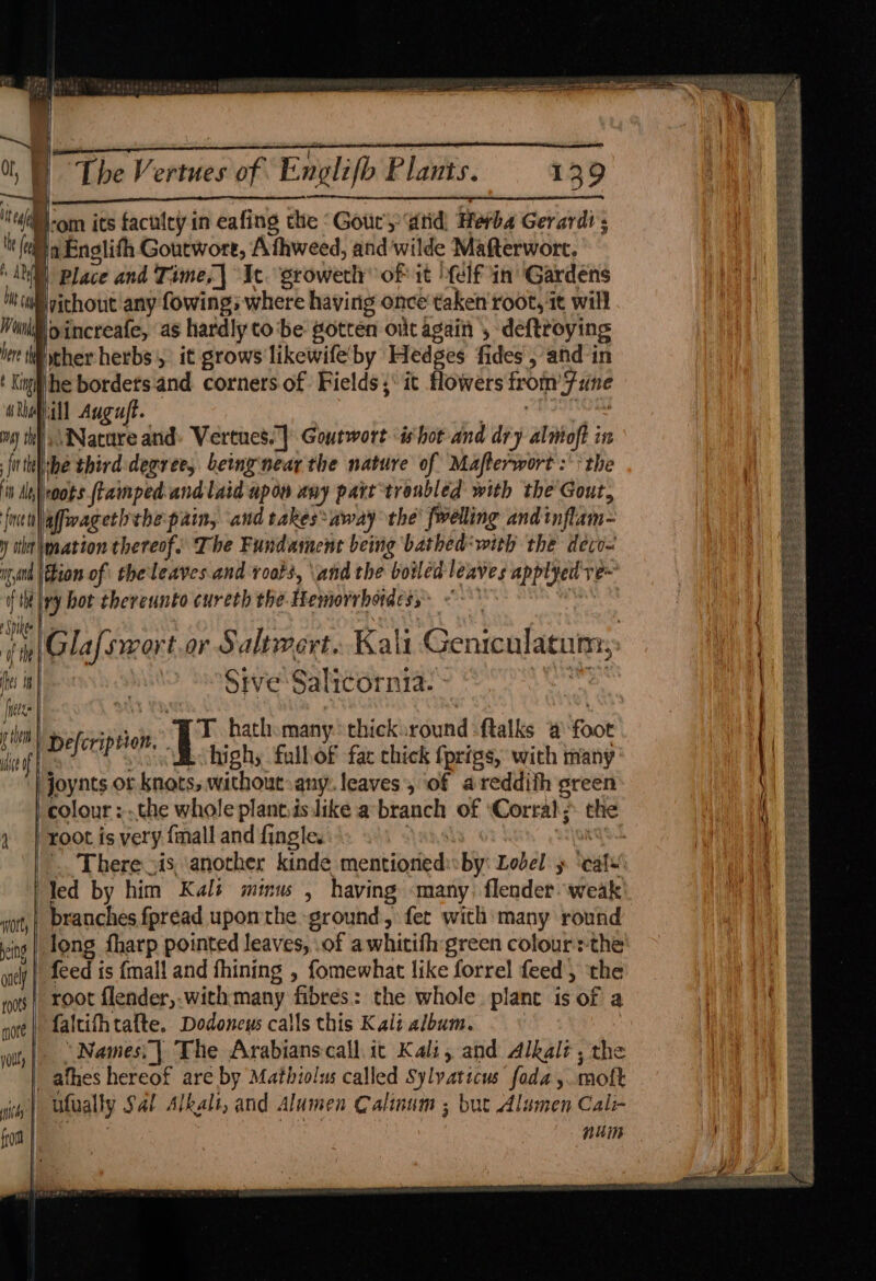 V-Vigkgtgl Sips tre The Vertues of Englifb Plants. 139 -om its faculcy in eafing the “Gouc’y atid) Herba Gerard? aEnglifh Goutwore, Athweed, and wilde Mafterwort. ® Place and Time, Ic. growethy of it felf in ‘Gardens vithout any fowing; where having once taken root, 1t will oincreafe, as hardly tobe gotten ont again , deftroying ther herbs, it grows likewifeby Hedges fides , and-in he bordetsand corners of Fields; it flowers from’ une ill Auguft. 2 a onom om) th) \INacare and» Vertues. | Goutwort ishot and dry almoft in jnthl she third degree, being near the nature of Mafterwort :\* the i Ab ieoots fLamped.andlaid upon any part -trenbled with the Gout, {nenlaffwagerh the pain, ‘and takes: away the’ fwelling and inflam~ y tie ination thereof. The Fundament being bathed‘ with the deco- it and tion of the leaves and roots, \and the boiled leaves applyed ve~ fit ivy hot thereunto cureth the Hemorrhotdess* <> | Wun Vere th Spiker | - ty @ i ti Glafswort.or Saltwert.. Kali Geniculatuny, es Sive Salicornia- rl Ieee | is Rh | , rh delorip thoi. if hathomany: thick»round -ftalks @ foot ludlee ids tenet Lc highy fullof fac chick fprigs, with many joynts or knots, without-any: leaves, of areddifh green | colour : the whole plant.is like a branch of ‘Corral; the 4 |} root is very fmall and fingle. } Ve\one led by him Kals minw , having «many; flender weak: wt branches fpread upomthe ground > fet with many round ing | long fharp pointed leaves, .of awhitifh green colour:-the are | feed ts {mall and fhining , fomewhat like forrel feed, the ons} root flender,.withmany fibres: the whole. plant is of a noe} faltifhtafte. Dodoncys calls this Kali album. | voit, | Names: ] The Arabianscall. it Kali, and Alkali; the _athes hereof are by Mathiolus called Sylyaticus foda ,. moft yi | Utually Sal Alkali, and Alumen Calinum ; but Alumen Cali- fro | ive num ee