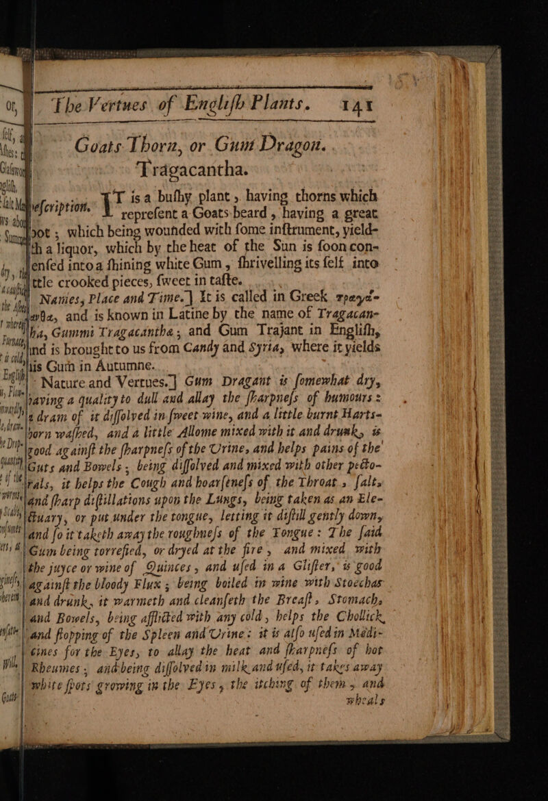 esp behgdsd The Vertues of : Englifh Plants. 4 AY a bl a ; , we | ie : | Goats Thorn, or Gum Dragon. | on Tragacantha. a Lilt Mad efcription. wu val puke ae Havin thorns which 13 dod : reprefent a Goats beard , having a great Sungg2® 5 which being wounded with fome inftrument, yield- ith a liquor, which by the heat of the Sun is fooncon- dy, i lenfed intoa fhining white Gum , fhrivelling its felf into Hf whl ttle crooked pieces, {weet in tafte. ; the ‘hy Natiess Place and Time. | itis called in Greek rpaya'= shy @7O4>, and is known in Latine by the name of Tragacan- Fung (02 CHEM Tragacanthe, and Gum Trajant in Englifh, gif BS 1S brought to us from Candy and Syria, where it yields Eli lis Guin in Autumne. . “h)- Nature and Vertues. | Gum Dragant is (omewhat dry, iti aving a quality to dull and allay the fharpnefs of humours : ined dram of it diffolved in.fweet wine, and a ltttle burnt Harts- i born wafbed, and a little Allome mixed with it and drumk, is ‘Ur ood ag ainft the fharpne/s of the Urine, and helps pains of the i Guts and Bowels. being diffolved and mixed with other pecto- i le lnals, it helps the Cough and hoar{ene[s of the Throat, falts mand (harp diftillations upon the Lungs, beimg taken as an Ele- ON Guary, or put.under the tongue, letting it diftill gently down, it | and foit taketh away the roughness of the Tongue: The faid the juyce or wine of Quinces, and ufed ina Gliffer, u good i againft the bloody Flux ; being boiled tw mine with Stoechas Wl and drunk, it warmeth and cleanfeth the Breaft, Stomach, and Bowels, being affiitted with any cold, helps the Chollick, Witt and fropping of the Spleen and Urine: it is alfo ufed in Médi- | ines for the Eyes, to allay the heat and fharpnef{s of hot Hh Rheumes, andbeing diffolved in milk and ufed, it takes away Gus white fpors' growing im the Eyes, the aching of them. and  wheals =F