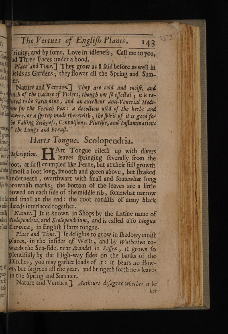 ip bhebecg leigh reuse ) ' at &amp; Fuel sas sare Gr bia AS) ici sath gr | i. y aa py tae te TIT ET BW ecwme we rs Th V ertues of Englifh Plants. 43 . a ae lrinity, and by fome, Love in idlenefs, Call me to you, ind Three Faces under a hood. : Place and Time. | They grow as I faid before as well in jields as Gardens ; they flower all the Spring and Sum- ler. “Ml Nature and Vertues.] They are cold and moift, and fy jiach of the nature of Violets, though not fo efectal ; it is re- cla ured tobe Saturnine, and an excellent anti-Venerial Medi- me for the French Pox: a decoction ufed of the herbs and powers, or a [yrrup made therewith , the fpirit of it is good for pe Falling Sickne{s, Convulfions, Plurifie, and Inflammations i! i the Lungs and Breaft. | ‘Harts Tongue. Scolopendria. fi ptio HH Tongue rifeth up with divers | ate eer éption. leaves fpringing feverally from the | its oot, at firft crumpled like Ferne, but at their ful! srowth ditt Imoft a foot long, fmooth and green above , but ftraked | i inderneath , overthwart with {mall and fomewhat long | {nt|yrownith marks, the bottom of the leaves are a little | f \ x0wed on each fide of the middle rib , fomewhat narrow itotefand {mall at the end: the root ‘confifts of many black sit hreds interlaced together. cally wich 5 Gun Names.| It isknown in Shops by the Latine name of Scolopendria, and Scolopendrium, and is called. alfo Lingus Cervina; in Englith Harts tongue. Place and Time. Ic delights to grow in fhadowy moift places,-in the infides of Wells, and by Walberton to- watds the Sea-fide, near Arundel in Suffex, it grows fo plentifully by the High-way fides on the banks of the: Ditches , you may gather loads of it: it bears no flow- er, but is green all the year, and bringeth forth newleaves. in the Spring and Summer. | Nature and Vertucs..} Authours difagree whether it be }. A ae 1