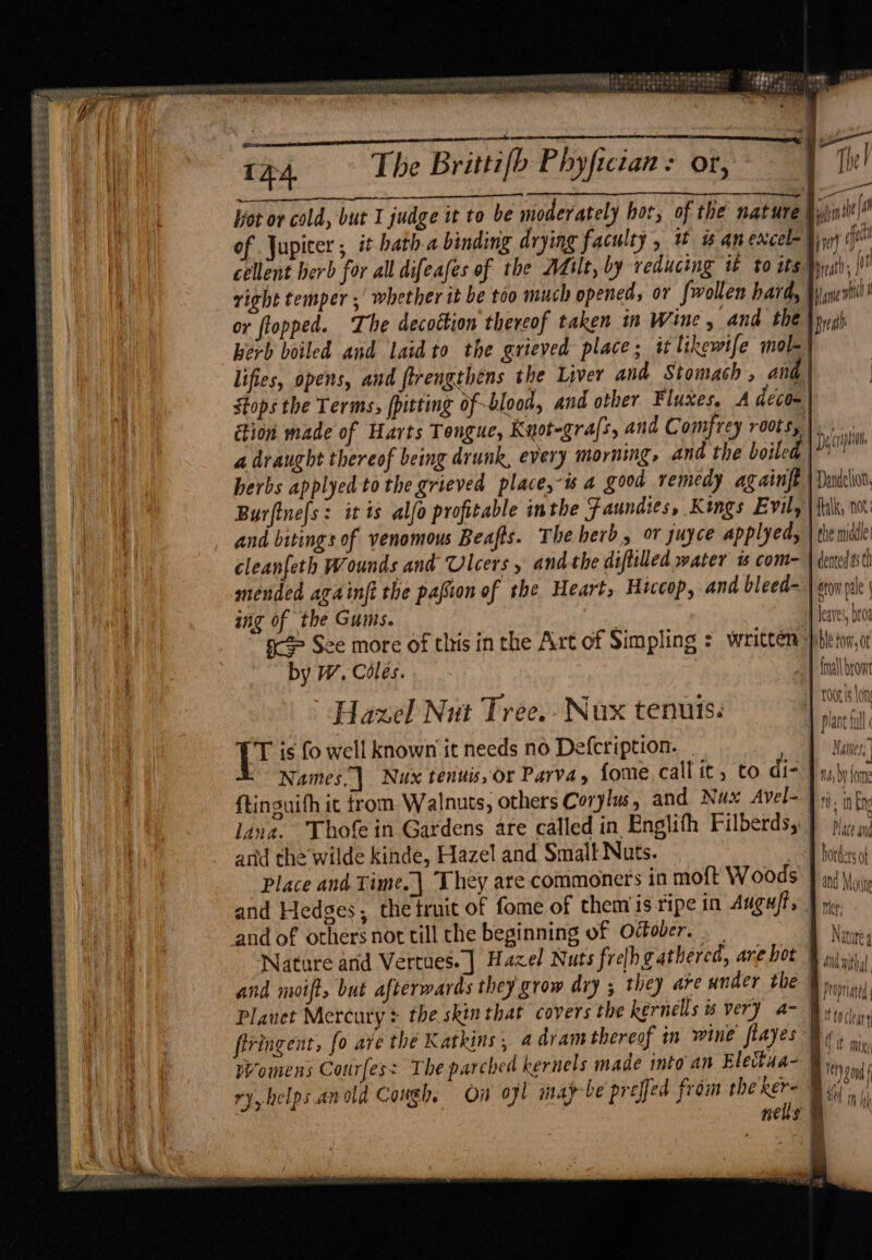 ee antes eres > a Yo pas ee SERS Ss te 174. The Brittifb Phyfician: or, b The! | bot or cold, but I judge it to be moderately hot, of the nature Nill of Jupicer , it hath a binding drying faculty , i i an excel- Jin fe cellent herb for all difeafes of the Adit, by reducing it to its Wyeith; | li right temper , whether it be too much opened, or {wollen hardy Wiyqu slit! | or flopped. The decoction thereof taken in Wine, and the Drath herb boiled and laid to the grieved place; it likewt{e mal- lifies, opens, and firengthens the Liver and Stomach , and | Stops the Terms, [pitting of blood, and other Fluxes. A decom ion made of Harts Tongue, Kyot-grafs, and Comfrey roots, Hii a draught thereof being drunk, every morning, and the boiled Dr herbs applyed to the grieved place,t 4 good remedy againfe | Dade, Byrfine{s: it is alfo profitable inthe Faundies, Kings Evil, \{tik, wt and bitings of venomous Beafts. The herb, or juyce applyedy | the middle cleanfeth Wounds and Ulcers » and the diftiled water t com- t dented ash mended againfi the pafion of the Heart, Hiccop, and bleed~ | eons | Pere ee ert et eee 5 ioe ee 5 a Gk SPENT AES SAA BEETS PULSES ing of the Gums. | leaves, bro | sc See more of this in the Art of Simpling = written ptetov,0 by W. Céleés. | fall brow : )  . | ro0tis | Hazel Nut Tree. Nux tenuis. sak : TT is fo well known it needs no Defcription.. Bs Neer Names, | Nux tenuis, or Parva, fome call it, to di- | a fore ftinguith it from Walnuts, others Corylus , and Nux Avel= } 4. in fro lana. Thofein Gardens are called in Englith Filberdsy } ply, artd the wilde kinde, Hazel and Small Nuts. A hotles of Place and Time. | They are commoners in moft Woods J and Voi, and Hedges, the truit of fome of them is ripe in Angas Ire. and of others not till the beginning of Ofober. 1 Nae; Nature and Vertues..] Hazel Nuts frelh gathered, are hot fli and moift, but afterwards they grow dry ; they are ander the i Planet Mercury > the skin that covers the kernells is very a- §. a es Ree PRE RSS tet rate TO | ‘At . : eh mw toch firingent, fo ave thé Katkins, a dram thereof in wine flayes Be Womens Courfes: The parched kernels made into’ an Elettaa~ Qy,,_,_ ry helps anold Cough: Oi ojl may be preffed from the ker- ESR He Rg se ide EE BS | Wa | i : 2) i ied mf) ! im Hite a) nels | 2g ite er