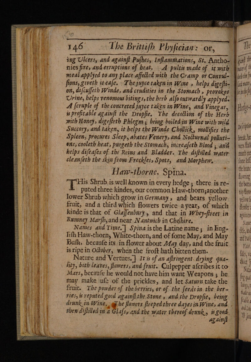 Beeiizeas Sot eseee tes taf er oo = TESTS TEES SHA SESTS PRPELEEA ERASE SES EAS = = St eee FEES ES EASE eS SEBS TNS ESR ES SiGe SS he 146 Lhe Brittifh Phyfician:: or, fions, giveth iteafe, Theyuyce takenin Wine , helps digeftt~ on, difcuffeth Winde, and crudities in the Stomach , provokes Urine, helps venomous bitings, the herb alfo outwardly applyed A {oruple of the concreted juyce taken in Wine, and Vinegar, is profitable againft the Dropfie. The decottion. of the Herb with Honey, digefteth Phlegm; being boiledin Wine with wild Succory, and taken, it belps the Winde Chollick, mollifies the Spleen, procures Sleep, abates Venery, and Nocturnal polluti- ons; cooleth heat, purgeth the Stomach, increafeth Blood ; and helps dtfeafes of the Reins and Bladder. The diftilled water cleanfeth the skin from Freckles, Spots, and Morpher, Haw-thborne. Spina. 6 es Shrub. is well known in every hedge ; there is re- puted three kindes, our common Haw-thorn; another lower Shrub which grow in Germany, and bears yellow fruit, anda third which flowers twice ayear, of which Kinde is that of Glaffenbary, and that in Whey-freet in Ramney Mar{b,and near Nantwich in Chefhire. Names and Time.] Spina isthe Latine name; in Eng- lifh Haw-thorn, White-thorn, and of fome May, and May Buh, becanfe its in flower about AZay day, and the fruic is ripe in October, when the froft hath bitten them. _ Nature and Vertues. | Iris of an aftringent. drying qua- hty, both leaves, flowers, and fruit. Culpepper afcribes it to Mars, becaufe he would not have him want Weapons ; he may make ufe of che prickles, and let Saturn take the fruic. The powder of the berries, or of the feeds in. the ber- Fes, is reputed good againfithe Stone » and the Dropfie, being drunk in Wine, @f he flowers fleeped three dayesin Wine, and then diftilled in a Glafs» and the water thereof drunk, # goed . againft pelniptio | brea. br vers (tal } much cu fone lef the bran Rlowring the bottu 1 tooo lows flender f AVE OC = ee ee