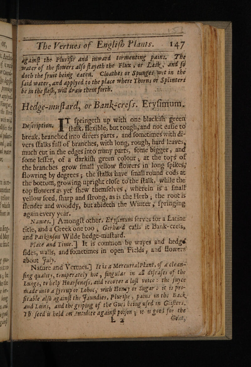 Of, —.] a h Anthy a DS dwelt, if re) y ‘p te yo A 1QiM ! sialalaitt another nally Well S yet bo mhicty | PAUL +ecet an itd | q Oe lel f Ing. d May sagt - vo Heyy eo UL wari zips. The Vertuesof Englifb Plants. | 147 TT Te Ee SE Tes ee ; ‘ , ey Se agam(t the Pluvifie and inward tormenting pains, The water of the flowers alfo flayeth the Flux or Lask, and fo doth the fruit being eaten. Cloathes or Spunges wet in the be in the fle(h, will draw thei forth. Hedoe-muftard, or Bankscrefs. Eryfintum, péliription, TL; fpringeth up with one blackifh: green ftalk; flexible, buctough,and not eafie to break, branched into divers parts , and fometimes with di- vers (talks full of branches, with long, rough, hard leaves, much éut in the edges into many parts, fomie bigger, and the branches grow final! yellow flowers in long {pikes} flowring by degrees; the ftatks have fmall round cods at the bottom, growing upright clofe tothe ftalk, while the rop flowers as yet fhew themfelves, wherein isa fmnalt vellow feed, fharp and {trong, as is the Herb; the rootis flender and wooddy, butabidech the Winter , {pringing againevery year. Names. | Amongit other, Eryfntum foryes for a Latine title, anda Greek one too , Gerhard calls it Bank-crels, and Parkinfon Wilde hedge-muftard. baer aK Place and Time.| Ix is common by wayes and hedgé fides, walls, andfometimes in open Fields , and flowers about Fuly. . Nature and Vermes.] [tis 4 MercurtalPlant, of 4 tlean= fing quality, temperately hot, fiiguiar in all difcafes of the Lungs, tv help Hoarfene/s, atid recover 4 loft votce : the juyce thade into a [yrvup or Lohoc, with Honey or Sugars tf 1s pro- fitable alfo againft the Faundies, Plurifie, pains 10 the Back, and Loins, and the griping of the Guts being ufed in Grifters, Th: feed is held cat Antidote agai i poijon = it 5 eos re the ran SOxE. SS ee a cs Se eS Ws ope= i tase sc 9 é vreretest Re * aad