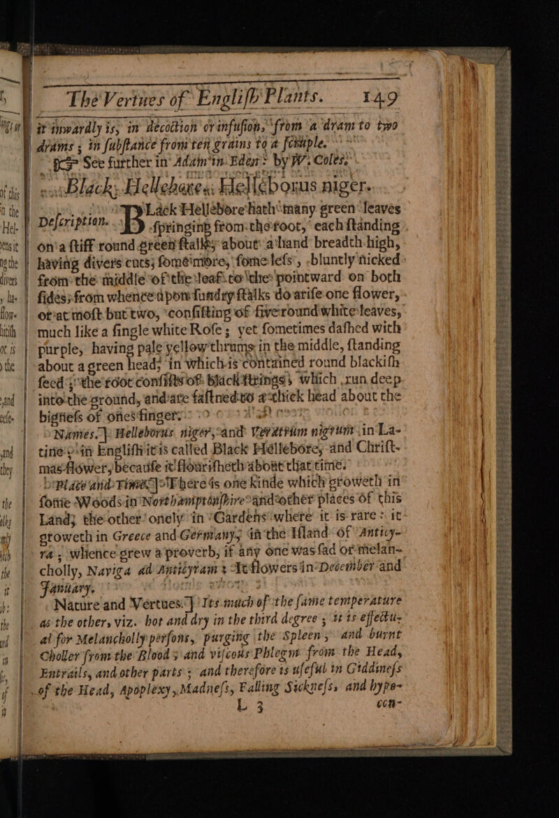 | — Se aoe iy See further in Adan. Eden : by Ww Coles. \ black; Hellehares: Hellebouus niger: Soh py Lack Helleborethath‘many. green: leaves Deferipesene »' fpringin’ fromthe foot,’ each ftanding onia ftiff round sreen ftallty about! a‘hand breadth high, fides;from whence apow fundry falks do arife one flower, orat moft but two, ‘confifting of fiveroundwhite:leaves, much like a fingle whiteRofe; yet fometimes dafhed with purple, having pale yellow'thrums in the middle, ftanding about a green head; in whichis contained round blackith feed ;the'rdor confilts of: black firings; which run deep into-the ground, andiate faftnedvo asthick head about the bigfiefs of ones‘fingery. Arey 0997 Names) Helleborus. niger,sand Veratriim nigrunt in La- tirie'o in Englifitis called Black Hellebore, and Chrift- masAower, becarfe i! flourstheth about that time. : Dipl dee ane Time}oF here is one kinde which growetli in folie Woods.in Nort hanprénpireoandother places Of this Land} the other! onely in ’Gardens ‘where’ it is-rare + 1t stoweth in Greece and. Germany, dathe Hand Of Anticy~ ~ “ cholly, Naviga dd snticyram 3 Atflowers in°Decemberand Fanitary. avrOT 3 Nature and Vertues:)] ‘Ies-mach of the fame temperature al for Melancholy perfons, purging the Spleen, and burnt Choller from the Bloods and vifcous Phlegm from the Head, Entrails, and other parts + and therefore ts ufeful in Gtadinefs 4 CCR