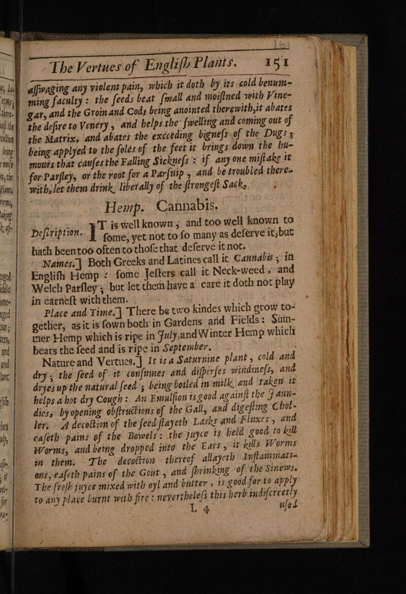 colton hang } novle 5 the, Plant, | rts, “e k if == I pss eae “The Vertues of Englifh Plants. 151% afvaging any violent pain, which it doth by its cold benum= ming faculty : the feeds beat fmall and moifined with Vine- ar, and the Groin and Cods being anointed therewith, it abates the Matrix» and abates the excceding bigne{s of the Dugs being applyed to the folés of the feet ix brings down the hu- mounts that caufes the Falling Sicknefs : if anyone miftake it for Parfley, or the root fer a Par{uip , and be troubled there- with, let them drink, liberally of the firongeft Sacks Hemp. Cannabis. ag T is wellknown, and too well known to Dele Hee fome, yet not to fo manyas deferve itybut hath beentoo often to thofe that deferve itnot. Names. | Both Greeks and Latines call it Cannabis , 10 Englifh Hemp : fome Jefters call ic Neck-weed’, and Welch Parfley; but let themhave a care it doth not play in earneft with ehem. i ; Place and Time. | There be two kindes which grow to- gether, asit is fown both in Gardens and Fields: Sum- mer Hemp which is ripe in Fuly,and Winter Hemp which Nature and Vertues. | It isa Saturnine plant , cold an dry, the feed of it confines and difperfes windinefs, and dryes up the natural feed ; being hoiled in milk, and taken tt helps a hot dry Cough: An Emulfion ts good againfl the 7 aui- dies, by opening obftructions of the Gall, and digefting Chol- ler, 14 decottion of the feed flayeth Lasks and Fluxes, and eafeth pains of the Bowels: the juyce is held good to kill Worms, and being dropped into the Ears, it kills Worms in them. The decottion thereof allayeth J nflammatt- ons, eafeth pains of the Gout , and (brinking of the Sinews. The frefh juyce mixed with oyl and butter, is good forto apply to any place burnt with fire: neverthele/s this herb meer? L A; jG: