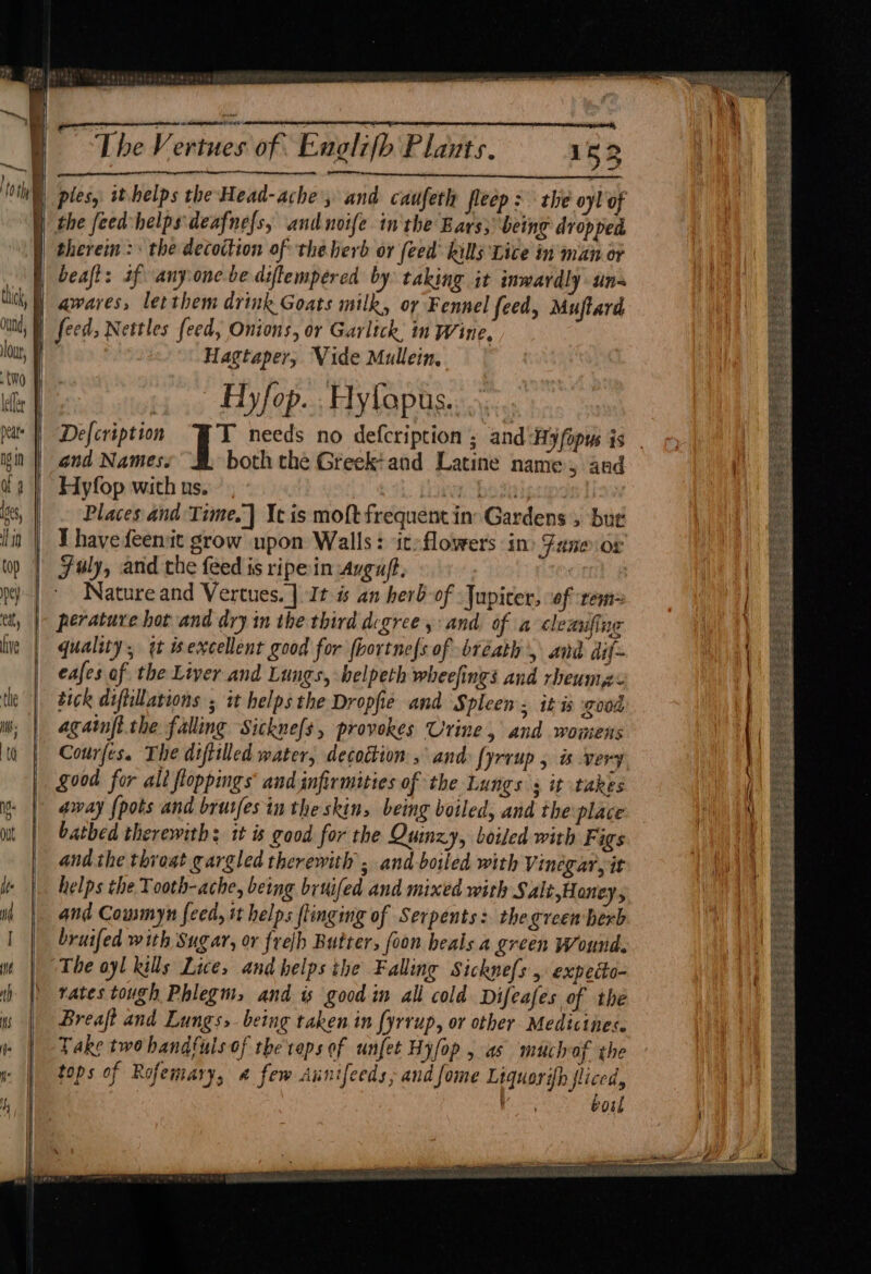 sane hse heehee eeapearentiine—rrerrtrerentnyinasaal The Vertues of. Englifh Plants. 152 renner ne teen therem : the decottion of the herb or (ced kills Lice in man or beaft: sf anysone.bediflempered by: taking it inwardly uns awares, letthem drink Goats milk, or Fennel feed, Mujftard feed, Nettles feed, Onions, or Garlick, m Wine, | Hagtaper, Vide Mullein, Hyfop. .Hyfopus. Defcription T needs no defcription ; and Hyfopus is and Names. both the Greek+and Latine name, and Hyfop with ns. | Places and Time, ] It is moftfrequentin Gardens , bu¢ Thave feenit grow upon Walls: ic:flowers in) Zane or Fuly, and the feed is ripe in anguft, : Nature and Vertues. | It és an herb-of Jupiter, “of rem perature hot and dry in the third degree and. of a clemifing quality; tt excellent good for fhortne{s of breath’, and dif- eafes of the Liver and Lungs, belpeth wheefings and rheumes tick diftillations ; it helps the Dropfie and Spleen; it is good agatnftthe falling Sickne[s, provokes Urine, and womens Courfes. The diftilled water, decoction, and: {yrrup . is very good for all floppings and infirmities of the Lungs s it takes away {pots and brutfes in the skins being boiled, and the place bathed therewith; it is good for the Quinzy, boiled with Figs and the throat gargled therewith ; and boiled with Vinegar, it helps the Tooth-ache, being bruifed and mixed with Salt,H aney, and Cousmyn feed, it helps flinging of Serpents: the green herb bruifed with Sugar, or frelh Butter, foon heals a green Wound. The oyl kills Lice, and helps the Falling Sickne(s , expecto- rates tough Phlegm, and is good in all cold Difeafes of the Breaft and Lungs, being taken in {yrrup, or other Medicines. Take two handfuls of the reps of unfet Hyfop , as much of the tops of Rofemary, « few Aunifeeds; and fome Liquorih fliced, eat boil ae