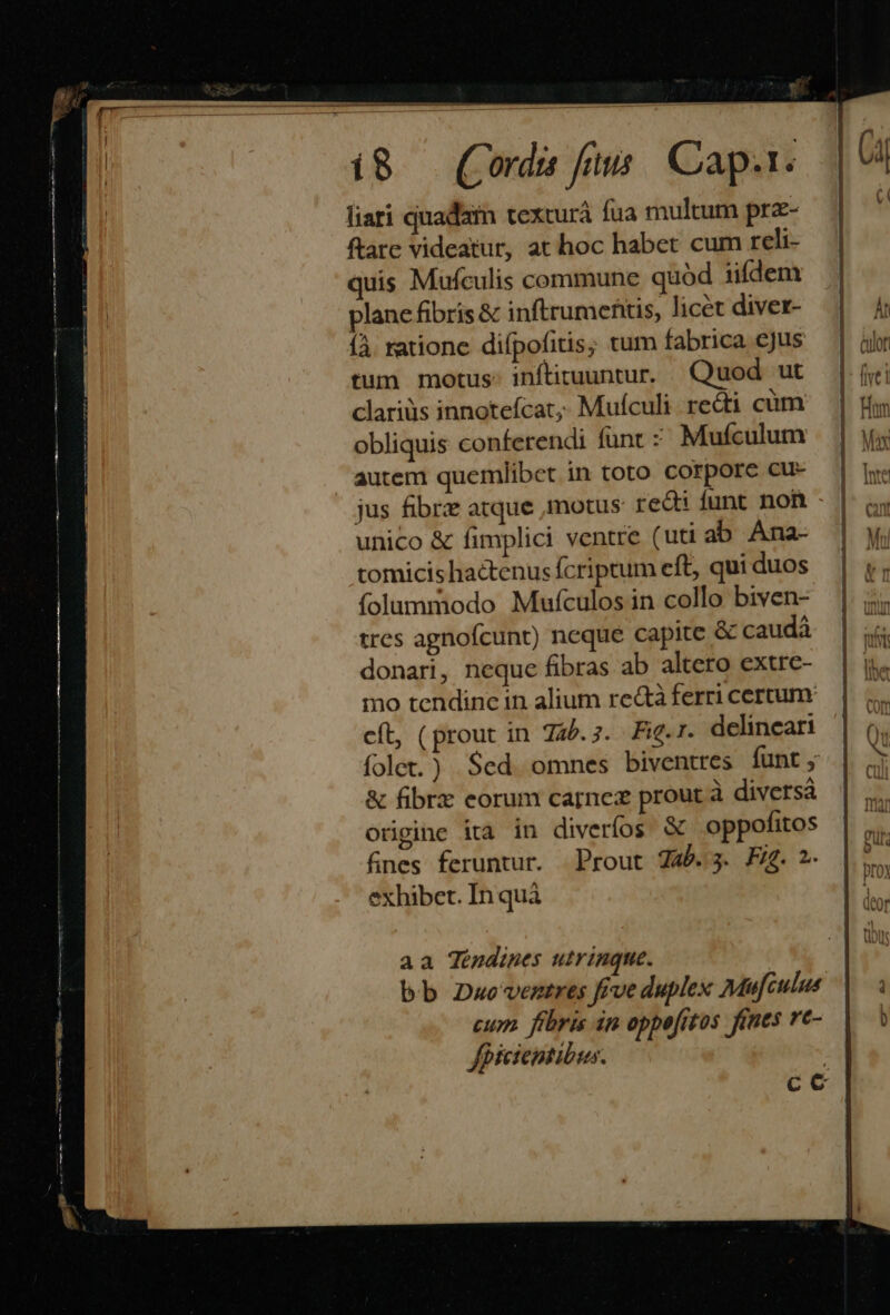 liari quadam texturá fua multum prz- ftare videatur, at hoc habet cum reli- uis Mufculis commune quód iifdenx plane fibris &amp; inftrumeftis, licét diver- íÀ ratione difpofitis; tum fabrica cjus tum motus. inftituuntur. Quod ut clariüs innotefcat,, Mufculi. recti cüm obliquis conferendi funt : Mufículum autem quemlibet. in toto corpore cu- jus fibrz atque motus: redi íunt non unico &amp; fimplici ventre (uti ab Ana- tomicis hactenus fcriptum eft, qui duos folummodo Mufculos in collo biven- tres agnofcunt) neque capite &amp; caudà donari, neque fibras ab altero extre- mo tendine in alium re&amp;tà ferri cercrum cít, (prout in 725.7. Fi.r. delineari folet.) Sed omnes biventres funt ; &amp; fibrxz eorum carnez prout à diversà orgine ita in diverfos. &amp; oppofitos fines feruntur. Prout Z4b.3. Fig. 2. exhibet. In quà — y ' Aid