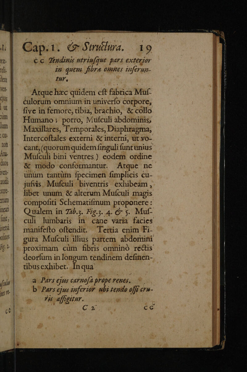 Nen- CUI ofitos je Cap.1. GrJmulua. 19 € c Zetudins utriufque pars extergor zn quem. fibre omnes ieferua- ZU. Atque hzc quidem cft fibrica Muf. éulorum omnium in univerfo Corpore, five in femorc, tibia, brachio, &amp; collo Humano ; porro, Mufculi abdominis, Maxillares, Temporales, Diaphragma, Intercoftales externi &amp; interni, ut vo- Mufculi bini ventres) eodem ordine &amp; modo coriformantur. Atque nc unum tantüm fpecimen fimplicis cu- juífvis. Mufculi. biventris. exhibeam , liber unum &amp; alterum Mufculi magis compofiti Schématifmum proponere : manifefto oftendit. Tertia enim Fi- deorfum in longum tendinem definen- tibus exhibet. In qua a Pars ejus carnofa prope fene, b' Pars ejus juférior. ubi tendo oft crn- 5 affettur. ——— T MÀ —M9ÀÀ€- 0—— MM —Ó —MÓ————À — n E