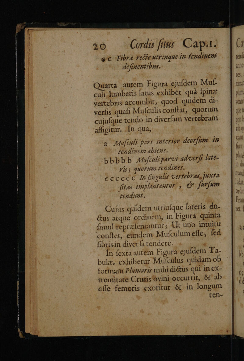 46 Codi fitis Capa. ec Fibre recteutrinque in ftudinem definentibus. Quarta autem Figura ejufdem Mut- culi lumbatis latus exhibet quà fpinz vertebris accumbit, quod quidem di- veríis quafi Mufculis conftat, quorum cujufque tendo in diveríam vertebram affigitur. .In qua, a Me[iuli pars interior deorfum. 1n fendinem abiens. | bbbbb Afculi parat ad-verf[i late- yis; quorum zendines. ccccec In fuaulis vertebras, xta frtas U[mplantagtur. , e furfum tendunt. Cujus quidem utriufque fateris du &amp;us atque ordinem, in Figura quinta fimul reprzíentantur ; Ut uno intuitu coníleu, eundem Mufculum effe, fed fibrisin diverfa tendere. Ín fexta autem Figura ejufdem Ta- bule, exhibetur Mufculus quidam ob fortnam Phreiari mihi di&amp;us qut 1n ex- tremitate Crusis óvini occurrit, &amp; ab offe femoris exoritur &amp; in longum ten«