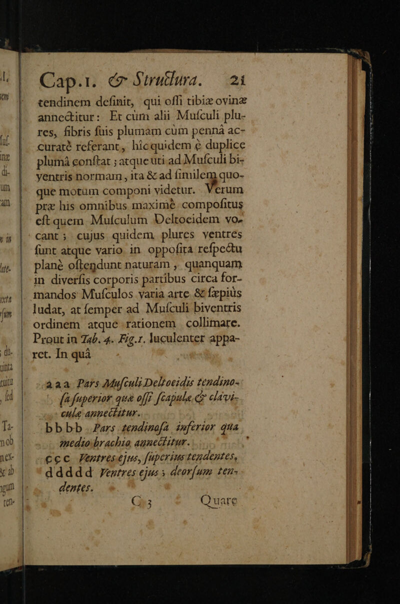 Cap.1. co- Strutlura. — 24 tendinem definit, qui ofli tibiz ovinz anneditur: Et cüm alii Mufculi plu- res, fibris fuis plumam cum penná ac- curaté referant, hicquidem 6€ duplice plumá conftat ; atque uti ad Mufculi bi- yentris normam , ita &amp; ad fimilem quo- ue motum componi videtur. . Verum prz his omnibus maximé compofitus eft quem. Muículum Deltoeidem vo- cant; cujus quidem plures ventres funt atque vario. in oppofita refpectu plané oftendunt naturam ,, quanquam in diverfis corporis partibus circa for- mandos Mufculos varia arte. &amp; fxpius ludat, at femper ad. Mufcuh biventris ordinem atque rationem collimare. Prout in Za2. 4. Fzg.r. luculenter appa- rct. In quà aaa Pars Muf[culi Deltoeidis tendino- [4 fuperior. qua off fCapula.e? clavi- cule apnectatur. medio brachia agnectitur. -€ec entresejus, fuperius tendentes, ddddd Veztres ejus | deor[um ten- dentes. Gr Quare