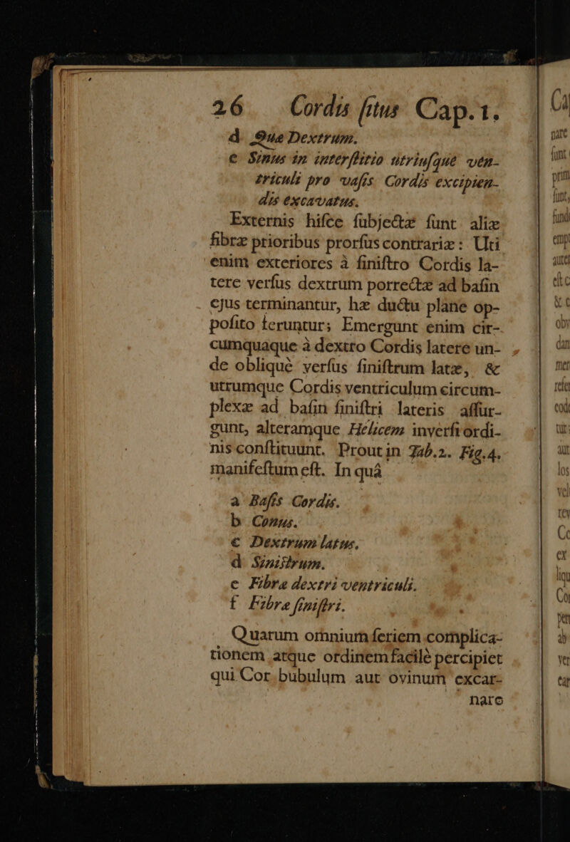 d. ue Dextrum. e Sinus in interflitio ntriufqué ven- ericuli pro vafis. Cordus excipien- dis excavatus. Externis hifce fuübjedtz íünt. aliz fibrz prioribus prorfus contrariz : Uti enim exteriores à finiftro Cordis la- terc verfus dextrum porre&amp;tz ad bain cjus terminantur, hz ductu plane op- pofito feruntur; Emergunt enim cir- cumquaque à dextto Cordis latere un- de obliqué verfus finiftrum late, &amp; utrumque Cordis ventriculum eircum- plexz ad. bafin finiftri lateris affur- gunt, alteramque He£cez; inverfrordi- nis conftituunt, Proutin 72.2. Fig.4. manifeftum eft. In quà a Bafís Cordus. b Coézus. € Dextrum latte, d. Szzzirum. e Ebre dextri ventriculi. f Pre feni feri.