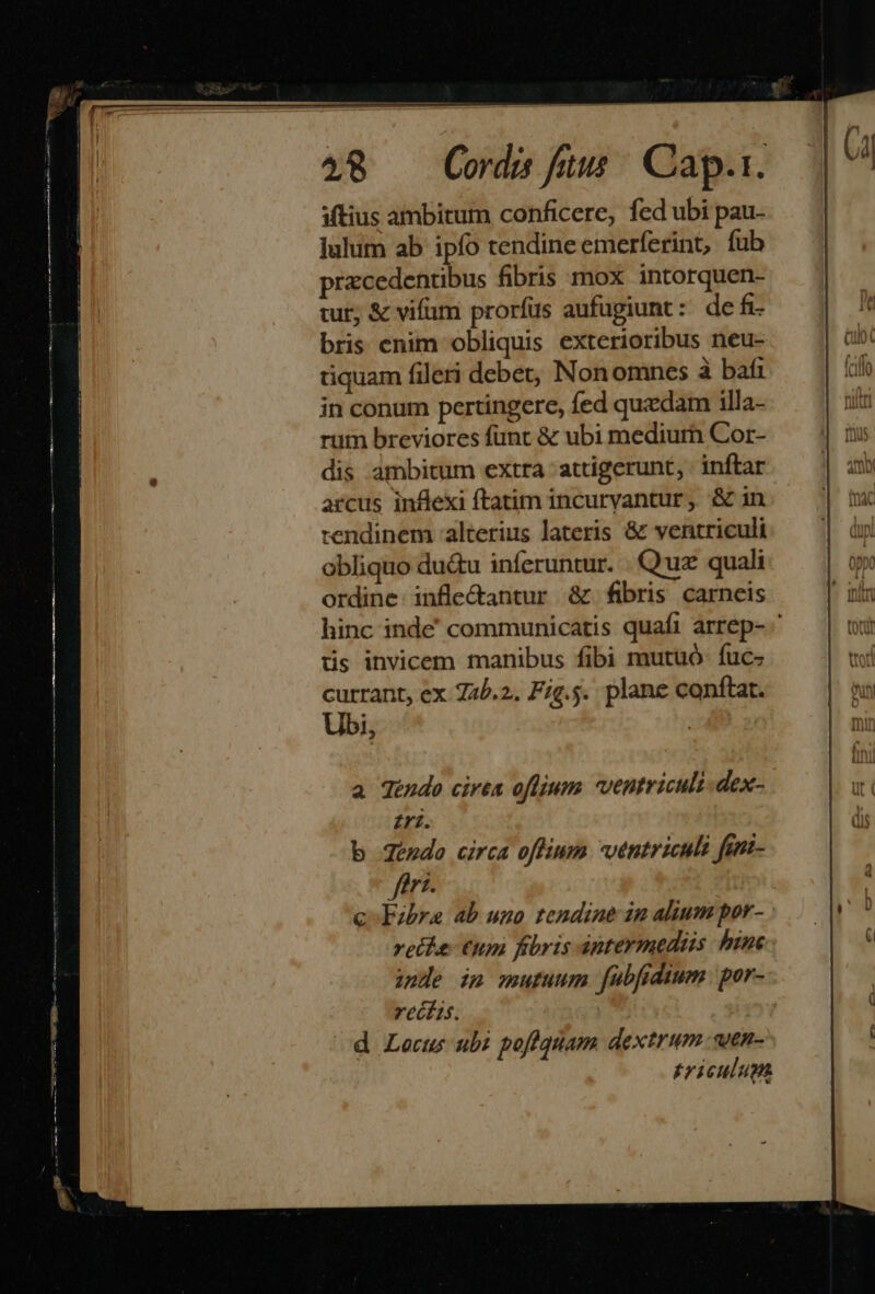 48 — Conde ftus Cap.r. iftius ambitum conficere, fed ubi pau. lulum ab ipfo tendine emerferint, fub przcedentibus fibris mox intorquen- tut, &amp; vifum prorfus aufugiunt: defi bris cnim obliquis exterioribus neu- tiquam fileri debet, Non omnes à bafi in conum pertingere, fed quedam illa- rum breviores funt &amp; ubi mediurh Cor- dis ambitum extra -attigerunt, : inftar arcus inflexi ftatim incuryantur ,. &amp; in rendinem alterius lateris &amp; ventriculi obliquo du&amp;u inferuntur. Quz quali ordine infle&amp;antur &amp; fibris carneis hinc inde' communicatis quafi arrep- ^ üs invicem manibus fibi mutuó fuc- currant, ex 725.2. Fig.5. plane conftat. Ubi, a dendo cirea oflium ventriculi dex- £ri. b Jéedo circa offium ventriculi fini- ffrz. c-EFibra ab uno. tendine in alium por- retke: Ctm fibris antermedas hine inde im mutuum fübfidium por- rectis. ' d Lecus ubi pofiquam dextrum. wen- Ericulupm.