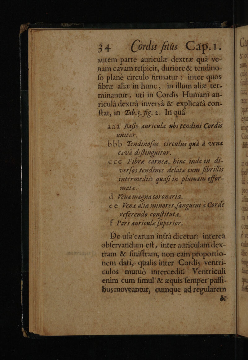 i Ap e. ut uin autem parte auriculz dextra qua ve- nam cavam refpicit, duriore &amp; tendino- fo plane circulo firmatur : inter quos fbrz alie in hunc, inillum alie ter- minantur; uti in Cordis Humimant au- riculà dextrá inversà &amp; explicatà con- ftat, in 225.5. 57. 2. li quá aa4 Bafrs auricule wbi tendini Cordis unita. bbb Teedrme[rs. emretilus qua à vena cava difhnguiur. ccc Fibre caraca, binc imde ia. di- veros teudines delate cum. fibris satermedtis quafi in. plumam effor- PAL .- d Fegamagna coronaria. ce FKege alia miporesy(anguini à Gorde referendo conflituta. F Pars aur icul [uperzor.