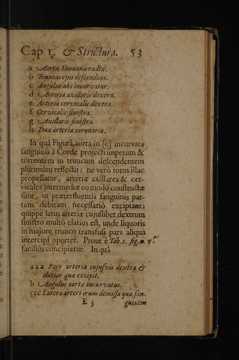 Cap. r (m irudara. a corte Hinsnanevadix. | b- Zruntus ejus defcendens. ; | C. Ad nonlus ubi Vacur atur. d c Arteraaxiari dextra. | €- Arzeria cer vali dextra,  E. Gervecalis fintffva. g cbxillari fraiffra.  h- Dwe arzerze coronaria. In quà Figuràaorta in [c] incurvata | fanguinis à Corde projecti impetum &amp; | torrentem in truncum deícendentem plurimum refledit: ne veró totus illac propellatur, arteriz axillares &amp; cer- vicales intermediz co modo conftructze funt, ut przterfluentis fanguinis par- tem. debitam . neceffarió excipiant; | quippe latus arteriz cujufliber dextrum finiftro multó clatius eft, unde liquoris in majore trunco transfufi pars aliqua intercipi oportet. Prout &amp; 72.1. fg. s. facilids concipietur. Inquá | aaa Pars arteria cujufvis dextra ej | r elatior que excipit, NR | b c4ggulus aorte 1ucur vat us. CCC Lafera ArTeri arum depoi/fa qua fan-