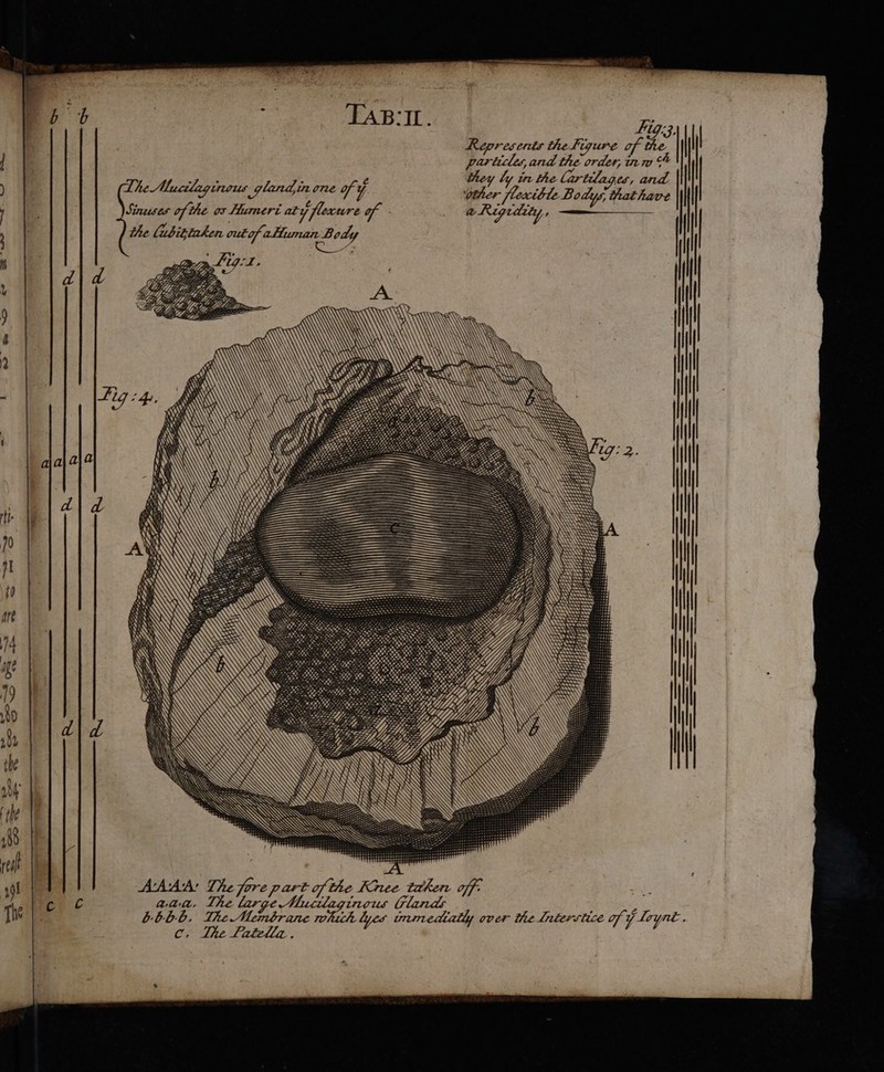 TAB‘IL. The Mucilaginous glandin one of ¥ Sinuses of the os Humeri aty flexure of . the (ubittaken out of ¢ aHuman Body — Lig. aan, ge tnous Glands ; a 666-6. The Membrane whii lyes immediatly over the lntersiice of y Loynt. C, The fatella .