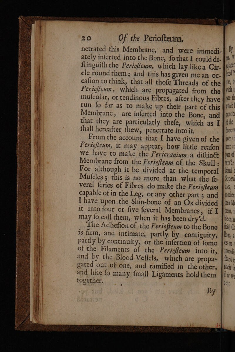 a ee RY pests Pate. ear - p SAN at Ste eb ss ny Pig KEE er ae bet ——— = ne Sow ——— —saaditiaes Ea 20 OF the Periofteum. ately inferted into the Bone, fothat I could di- ftinguith the Perigffeum, which lay likea Cir- cafion to think, that all chofe Threads of the Perioftewm, which are propagated from the mufcular, or tendinous Fibres, after they have run fo far as to make up their part of this Membrane, are inferted into the Bone, and fhall hereafter thew, penetrate intoit, Periofteum, it may appear, how little reafon For although it be divided at the temporal Mufcles 5 this is no more than what the fe- veral feries of Fibres do make the Perioffeum capable of in the Leg, or any other part; and F have upon.the Shin-bone of an Ox divided it into four or five feveral Membranes, if I may fo call them, when it has been dry’d. The Adhefion of the Periofteum to the Bone is firm, and intimate, partly. by contiguity, partly by continuity, or the infertion of fome of the Filaments of the Periofteum into it, and by the Blood Veflels, which are propas gated out of one, and ramified in the other, and like fo many {mall Ligaments hold them together, By rate th which mentor fom th text tc ptt of ttivd: kind | Supers dies, 1 anocher, them, j Heeala Done, ‘| Innedig fant their { t it We dent,